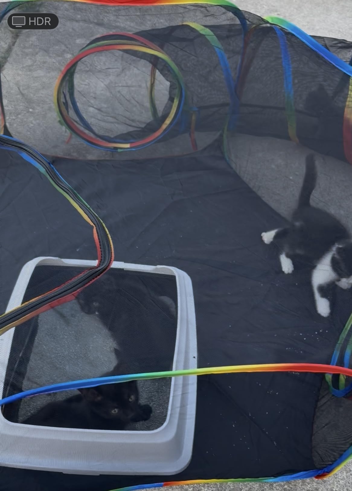 Portable Cat Enclosure - 2-in-1 Outdoor Catio with Tent & Tunnel, Foldable Playpen for Indoor Cats, Includes Storage Bag for Cats & Small Animals Rainbow Color customer photo 1