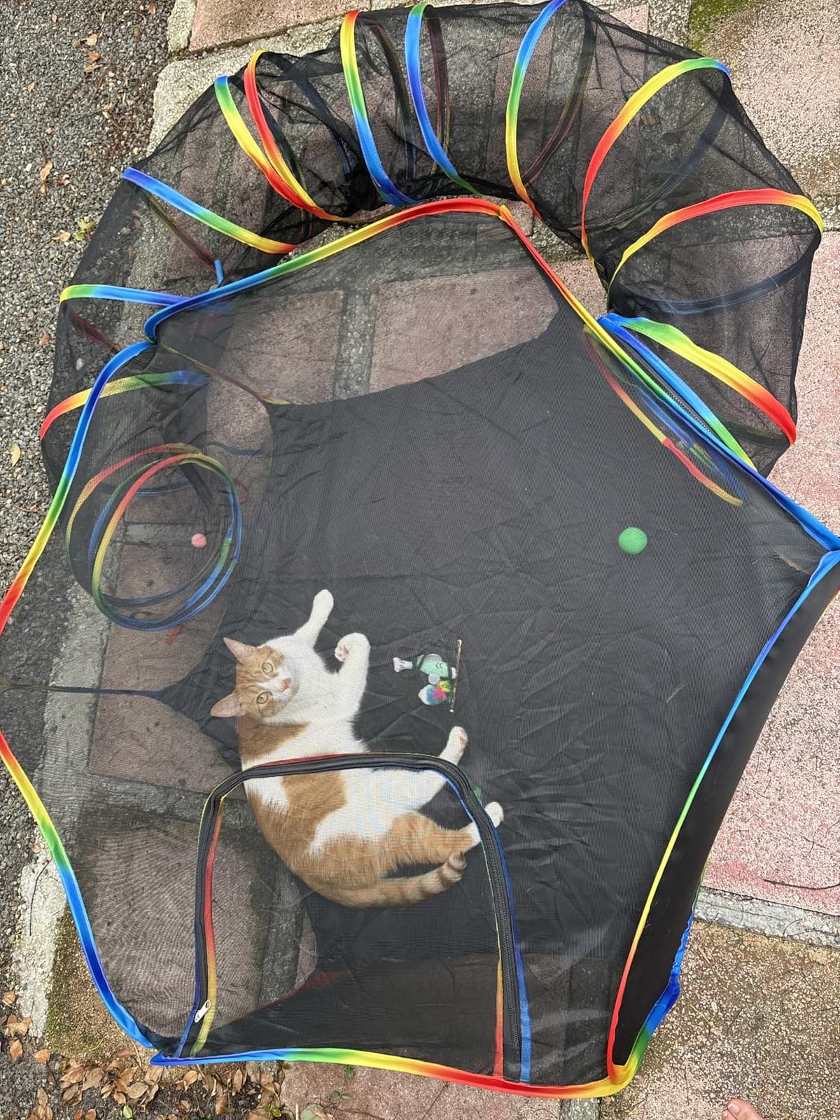 Portable Cat Enclosure - 2-in-1 Outdoor Catio with Tent & Tunnel, Foldable Playpen for Indoor Cats, Includes Storage Bag for Cats & Small Animals Rainbow Color customer photo 2