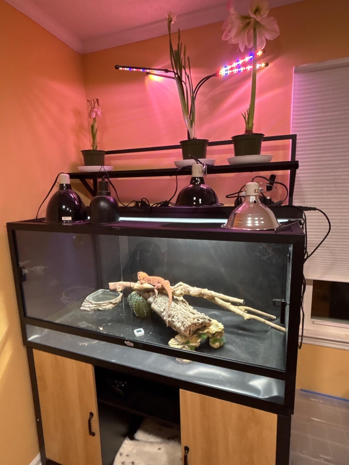 4x2x2 (120 Gallon) Reptile Enclosure V3 PVC Panels, Glass Doors, Lightweight, Easy to Assemble, Heavy Duty Screen, Aluminum Frame customer photo 1