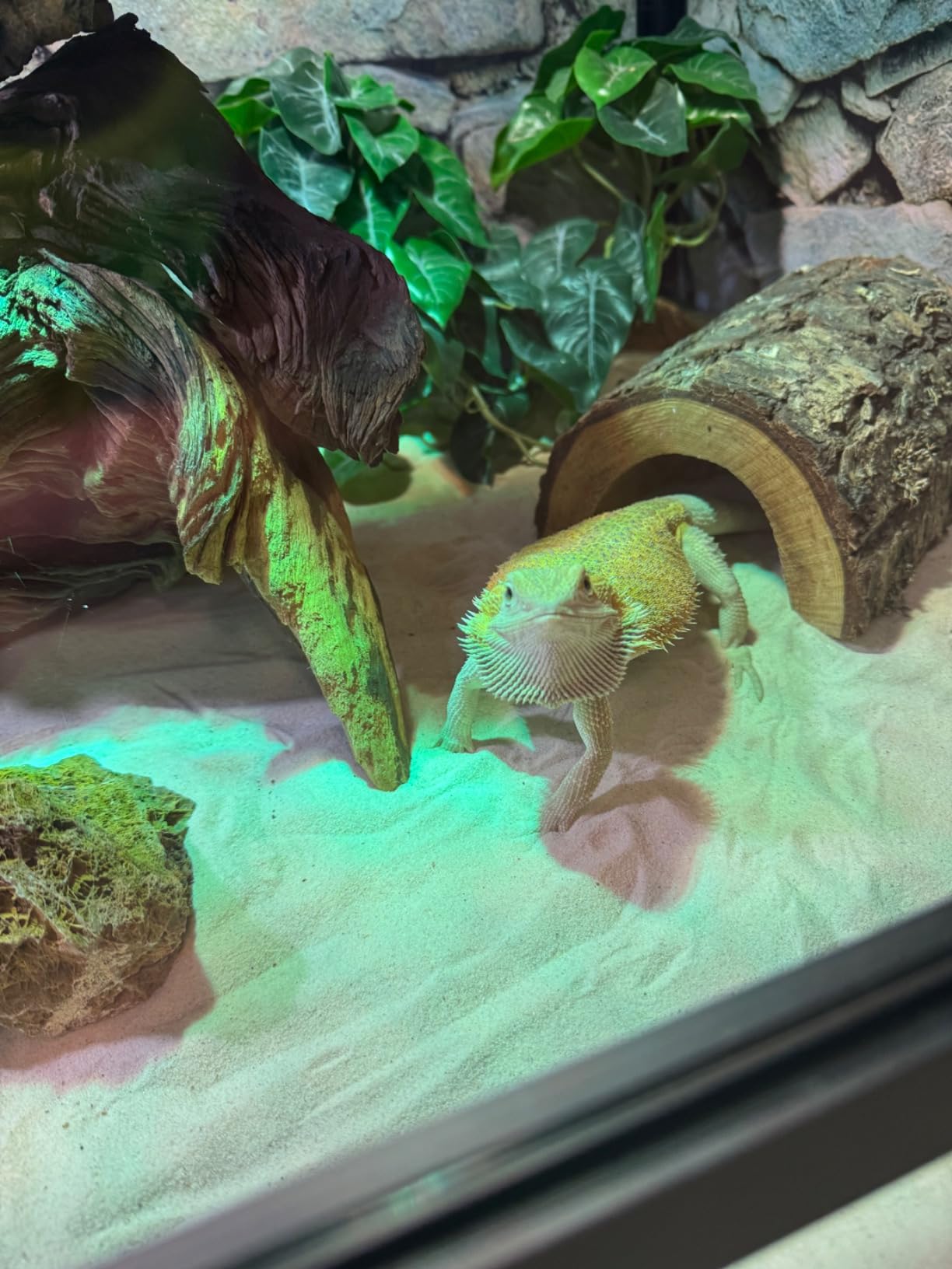 4x2x2 (120 Gallon) Reptile Enclosure V3 PVC Panels, Glass Doors, Lightweight, Easy to Assemble, Heavy Duty Screen, Aluminum Frame customer photo 2