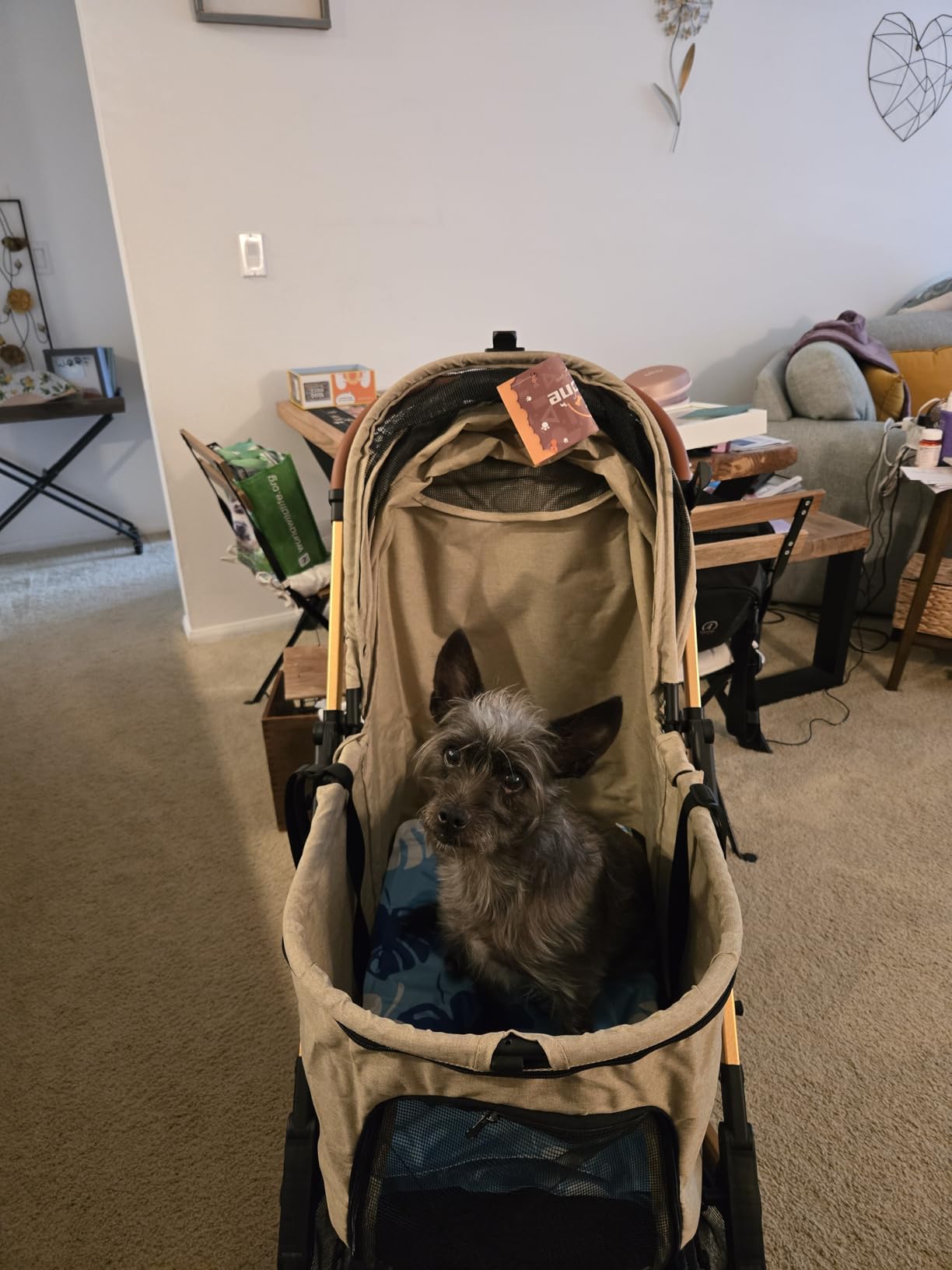 Medium Dog Stroller, Kenyone Pet Stroller for Medium Dogs Up to 55lbs, Lightweight Aluminum Frame, One Click Folding, Large Cat Stroller with No Zip Entry, Detachable Mesh, Multiple Pockets customer photo 2