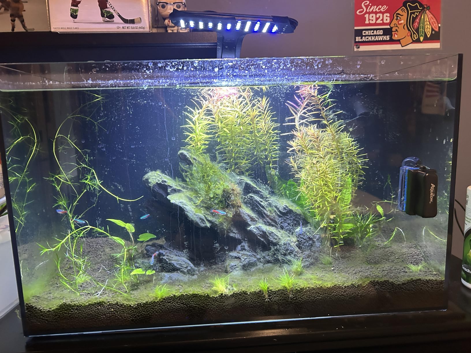 Ultum Nature Systems Dual AIO - Freshwater/Saltwater Compatible All in One Rimless Tank with Triple Chamber Filtration System, Integrated Filter Aquarium w/Leveling Mat - 17 Gallon, 40A, Black customer photo 1