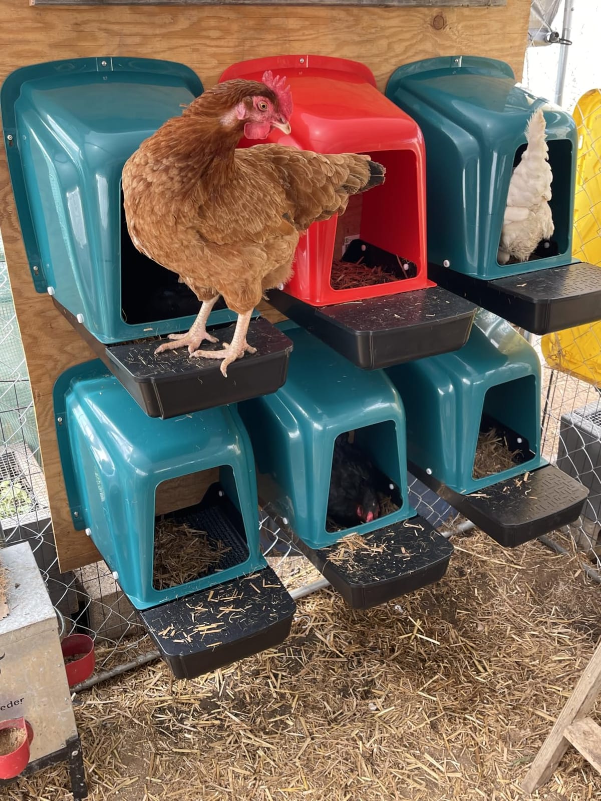 10-Pack Chicken Nesting Boxes with Perch, Roll-Out Laying Boxes for Hens,Egg Nesting Box for Chicken Coop, Large customer photo 1