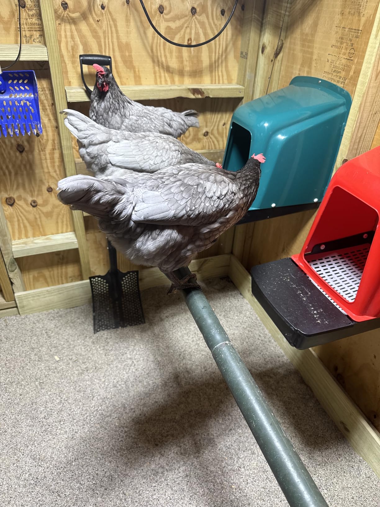 10-Pack Chicken Nesting Boxes with Perch, Roll-Out Laying Boxes for Hens,Egg Nesting Box for Chicken Coop, Large customer photo 2