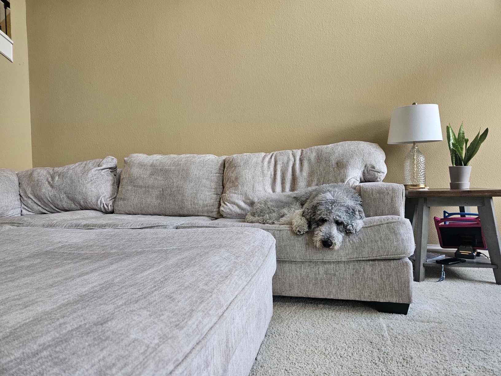 BISSELL Little Green Pet Pro Portable Carpet Cleaner, 3909 | Includes crevice tool, pet hair removal & self-cleaning tough stain tool; car/auto detailing capability customer photo 1