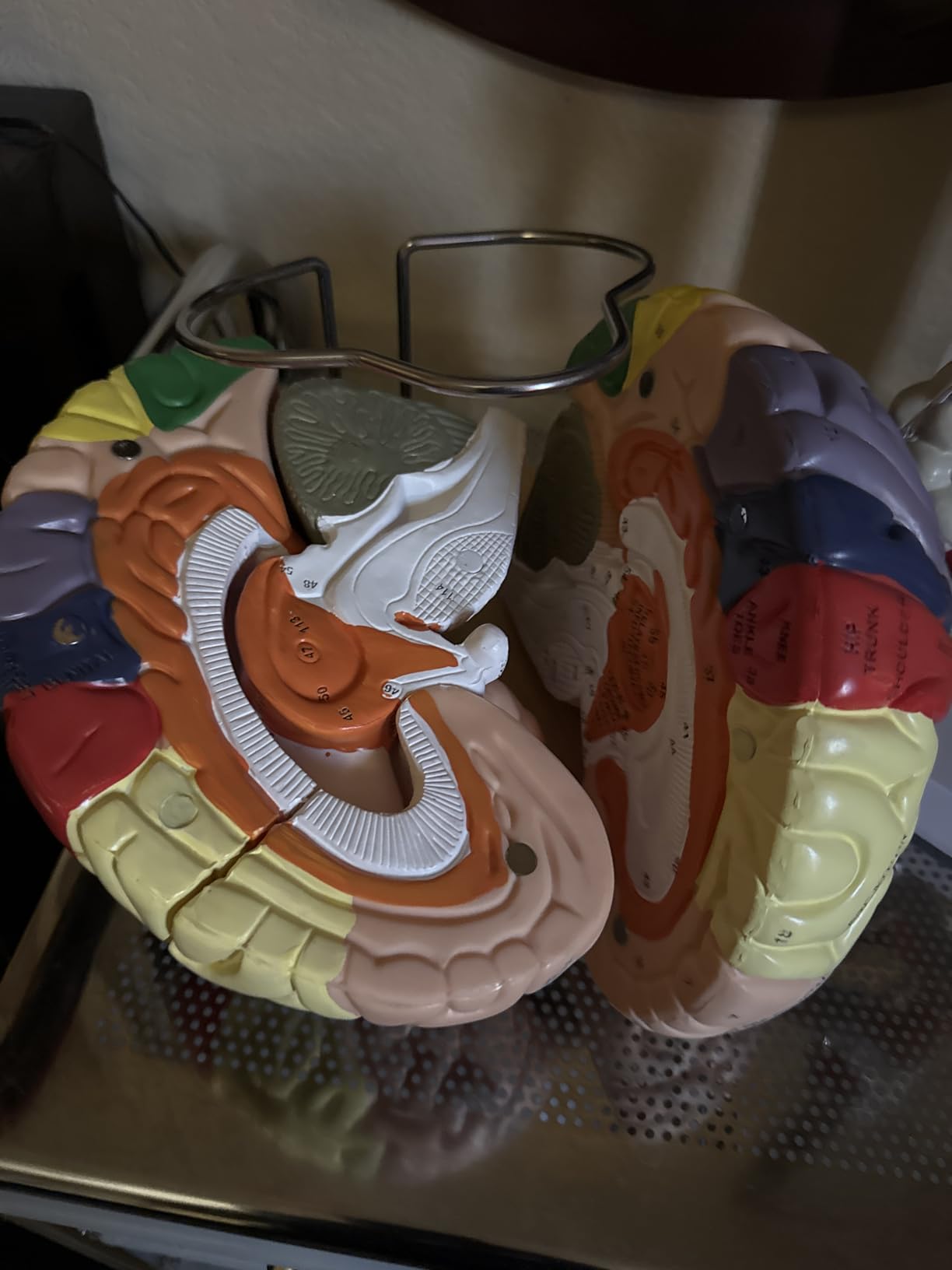 SFXYJ Human Brain Model 2 Times Life Size, Brain Anatomy Model, Includes 4 Pieces Labeled with Figures 9 Colors, for Neuroscience Learning Display Medical Identify Brain Functions customer photo 1