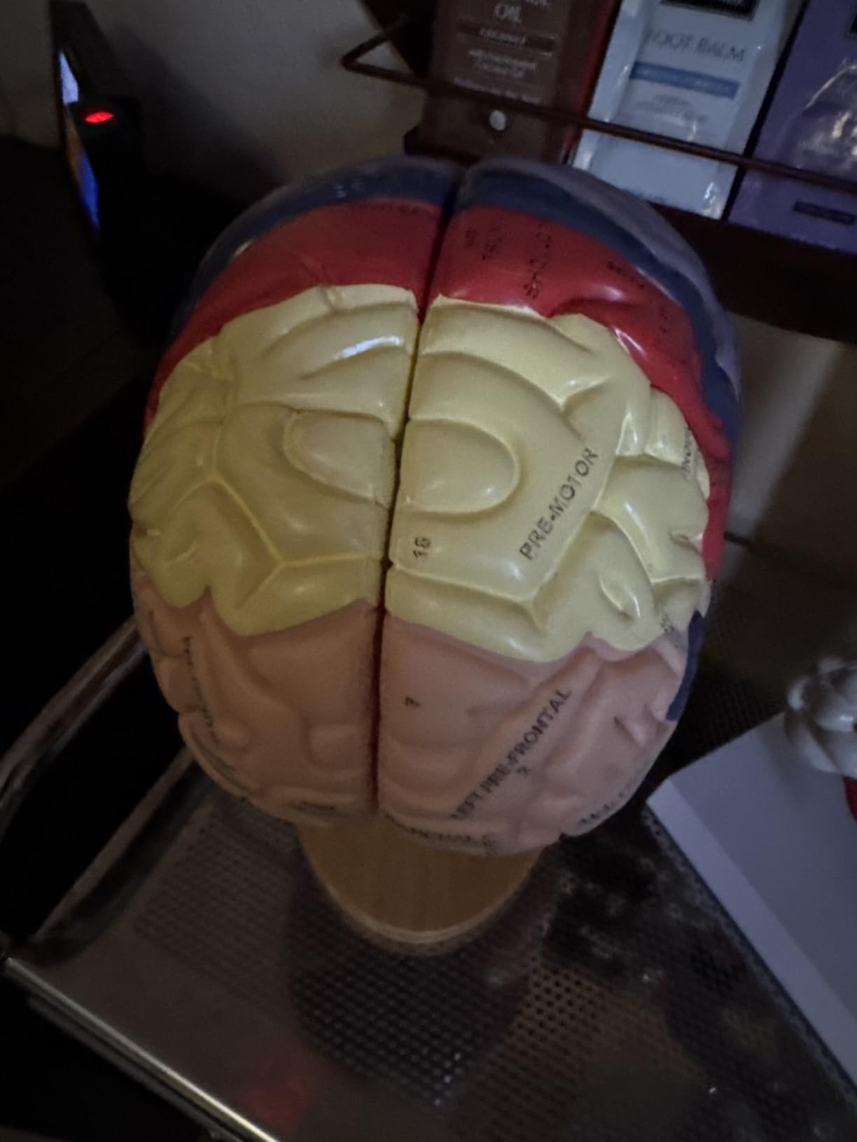 SFXYJ Human Brain Model 2 Times Life Size, Brain Anatomy Model, Includes 4 Pieces Labeled with Figures 9 Colors, for Neuroscience Learning Display Medical Identify Brain Functions customer photo 2