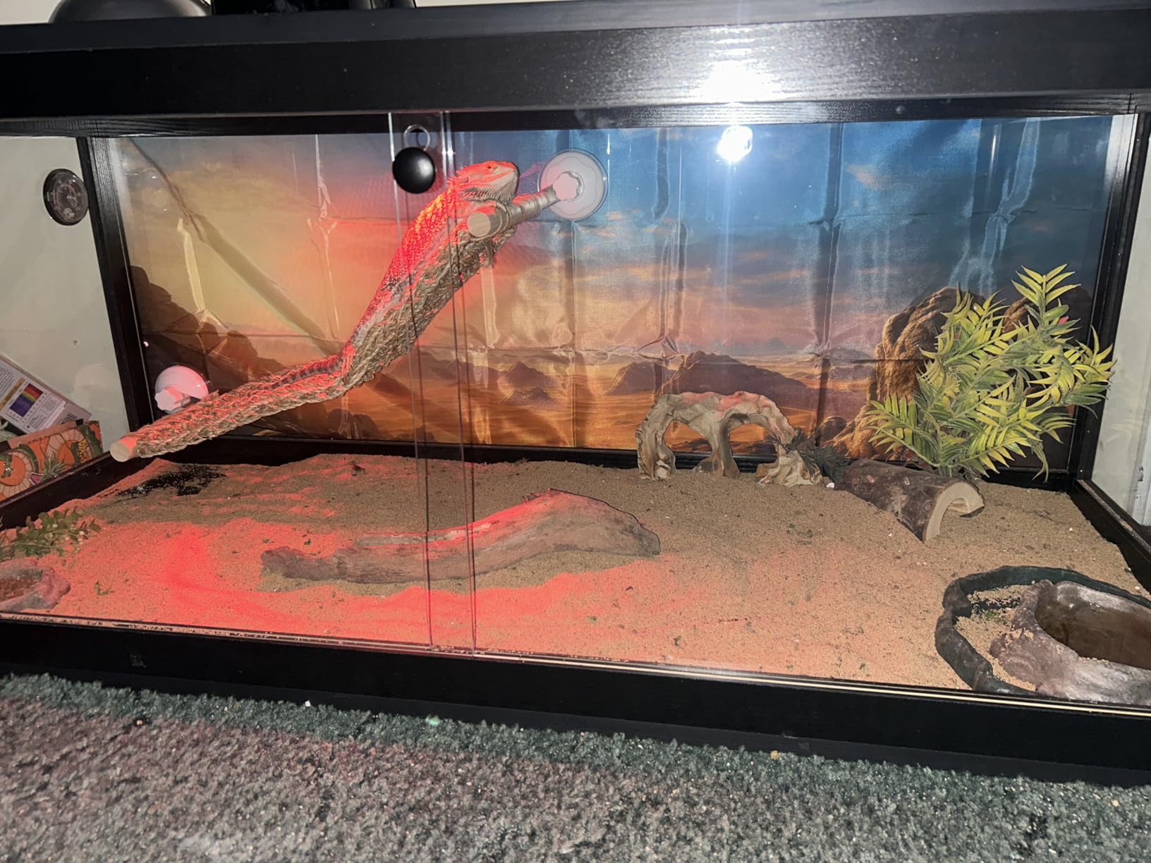 PROLEE 31 Gallon Bearded Dragon Tank, 24 x 16 x 16 Inch Tempered Glass Reptile Enclosure with Metal Mesh Top, Lockable Sliding Front Doors, Large Lizard and Snake Terrarium, Oak customer photo 2