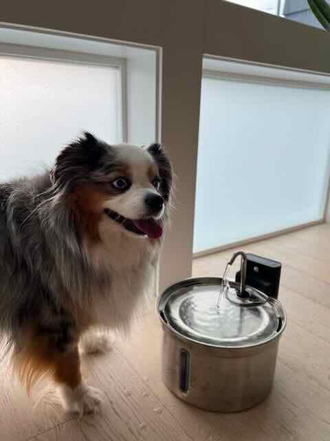 Wireless Cat Water Fountain [Water & Battery Separation] FEELNEEDY Stainless Steel Automatic Pet Water Dispenser, 4000mAh Battery Operated Water Fountains for Cats Dogs - 3.5L/118oz customer photo 1