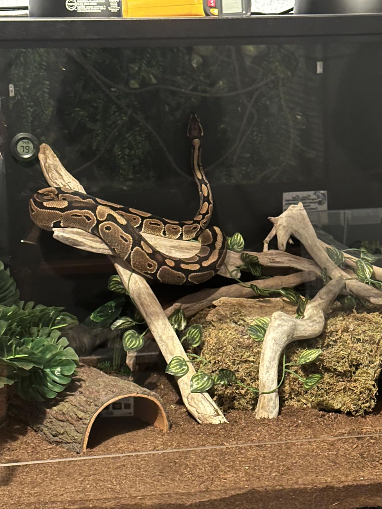 Phailozoo Stackable 50 Gallon Reptile Enclosure for Gecko, Juvenile Reptile | Adding Vibrant Fun for Your Home, Anti-fingerprint Tempered Glass Door with Handles Easy to Feed & Clean customer photo 2
