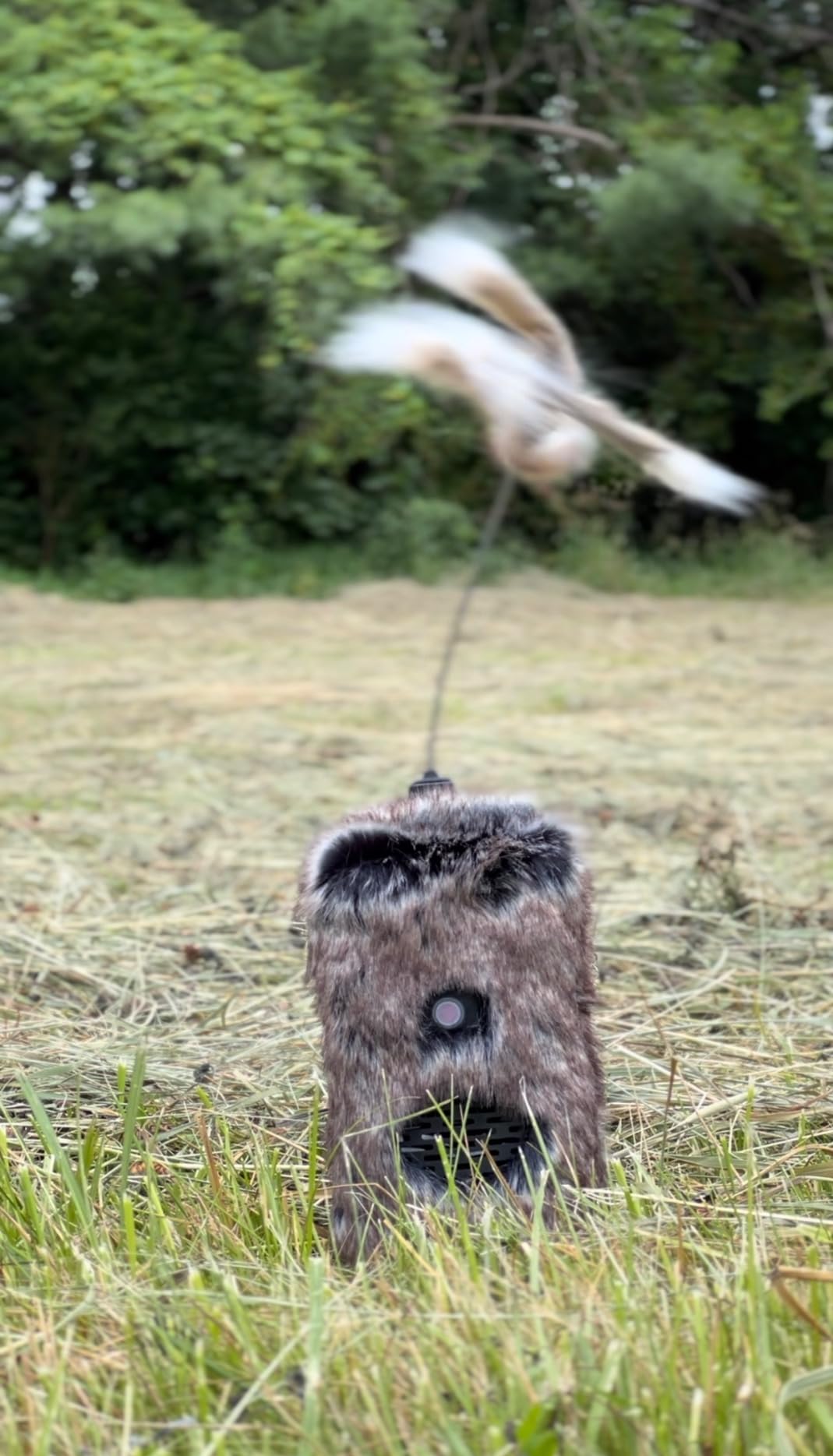 Icotec Furnado Predator Game Caller Decoy Combo - Designed for Coyote, Fox, Bobcat, Raccoon Hunting - 15 Sounds Included, 150 Yard Remote Range. customer photo 1