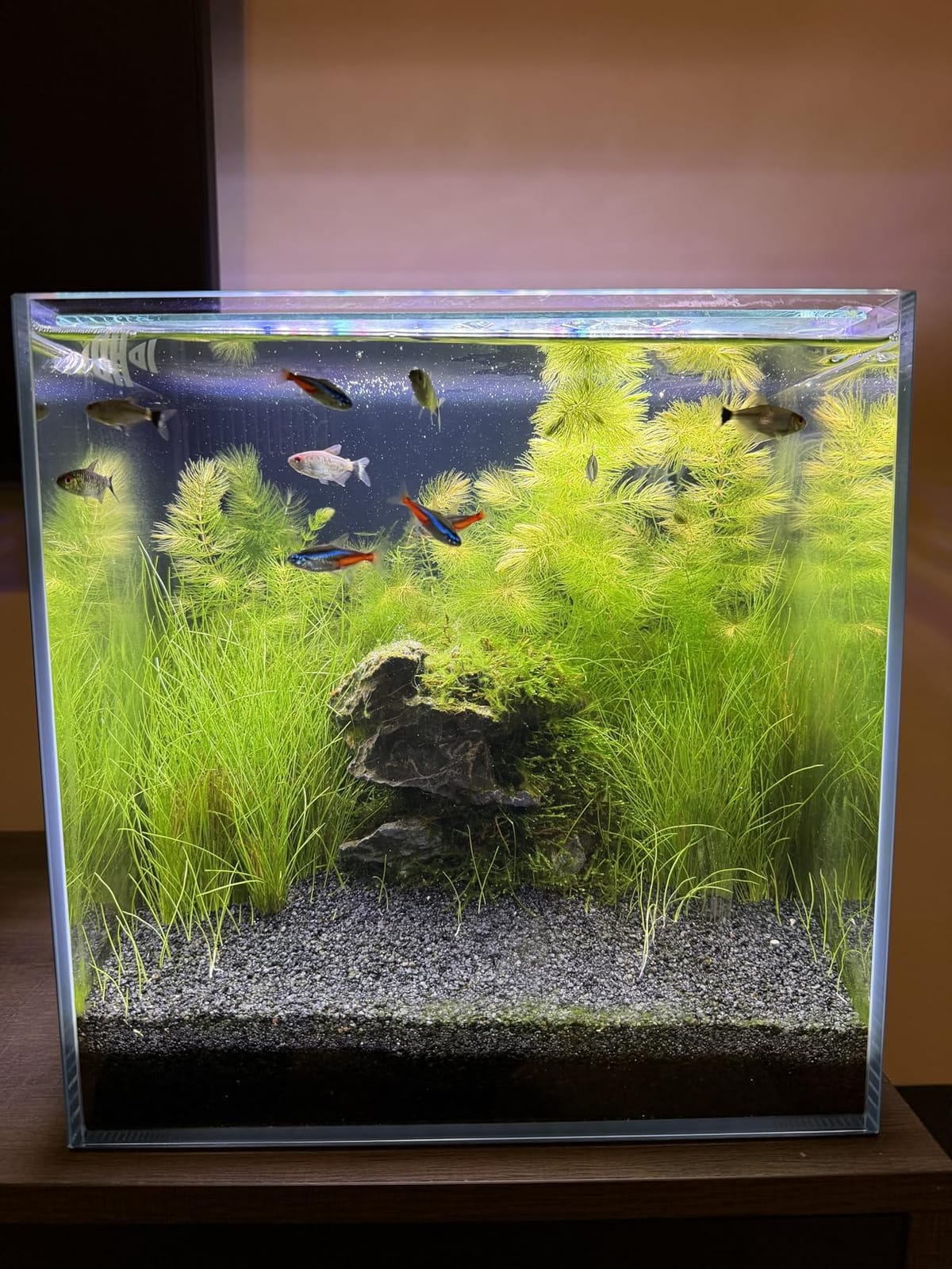 Coralland 8-Gallon Saltwater Aquarium - Ultra Clear Low Iron Glass customer photo 2
