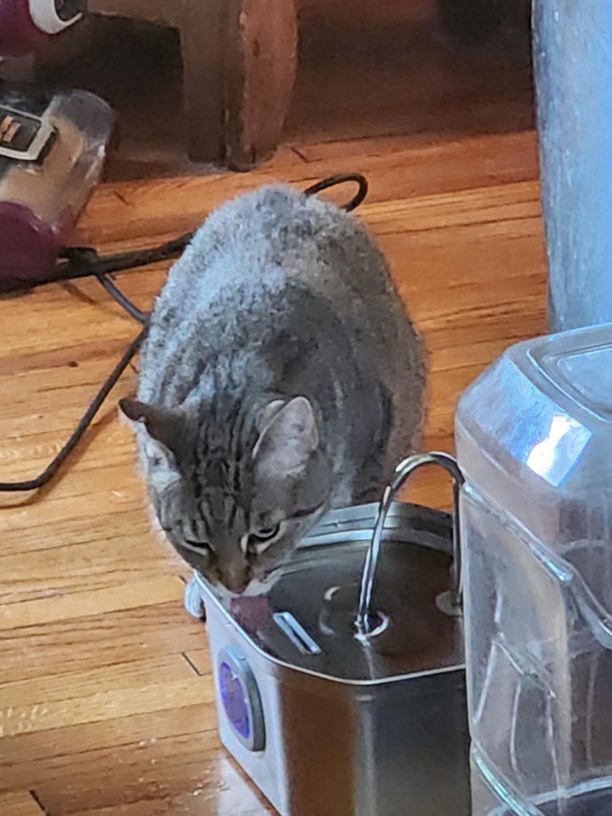 APAUK Cat Water Fountain Stainless Steel, Pet Water Fountain 108oz/3.2L | Large Capacity, Ultra Quiet Pump, Switchable Blue Light for Cats and Small Dogs, Includes 2 Filters & 2 Sponges customer photo 2