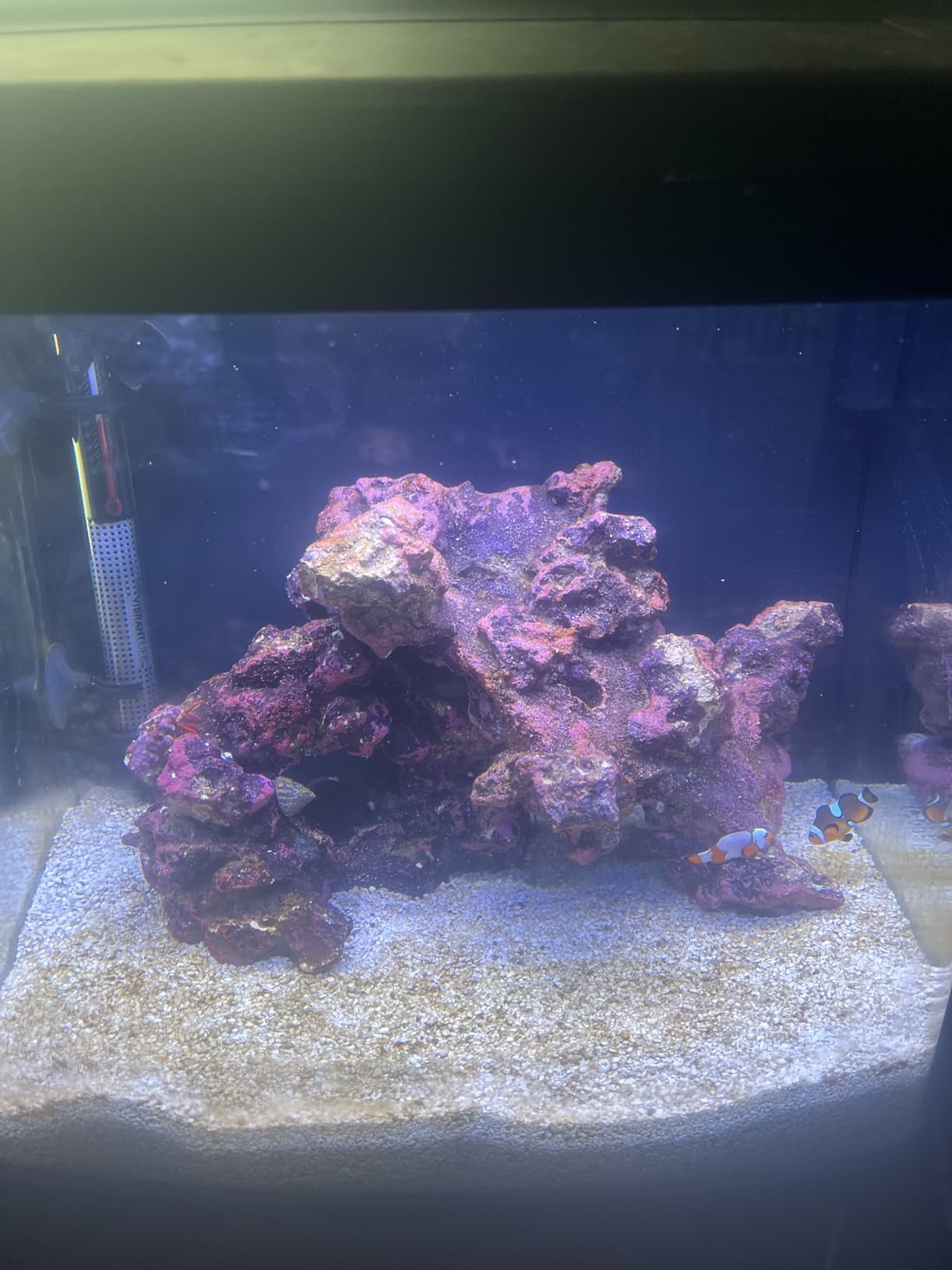 Coralife SMART BioCube Jr, Aquarium Kit, Wi-Fi and Bluetooth Compatible, for Saltwater and Freshwater Environments, 14 Gallons customer photo 1