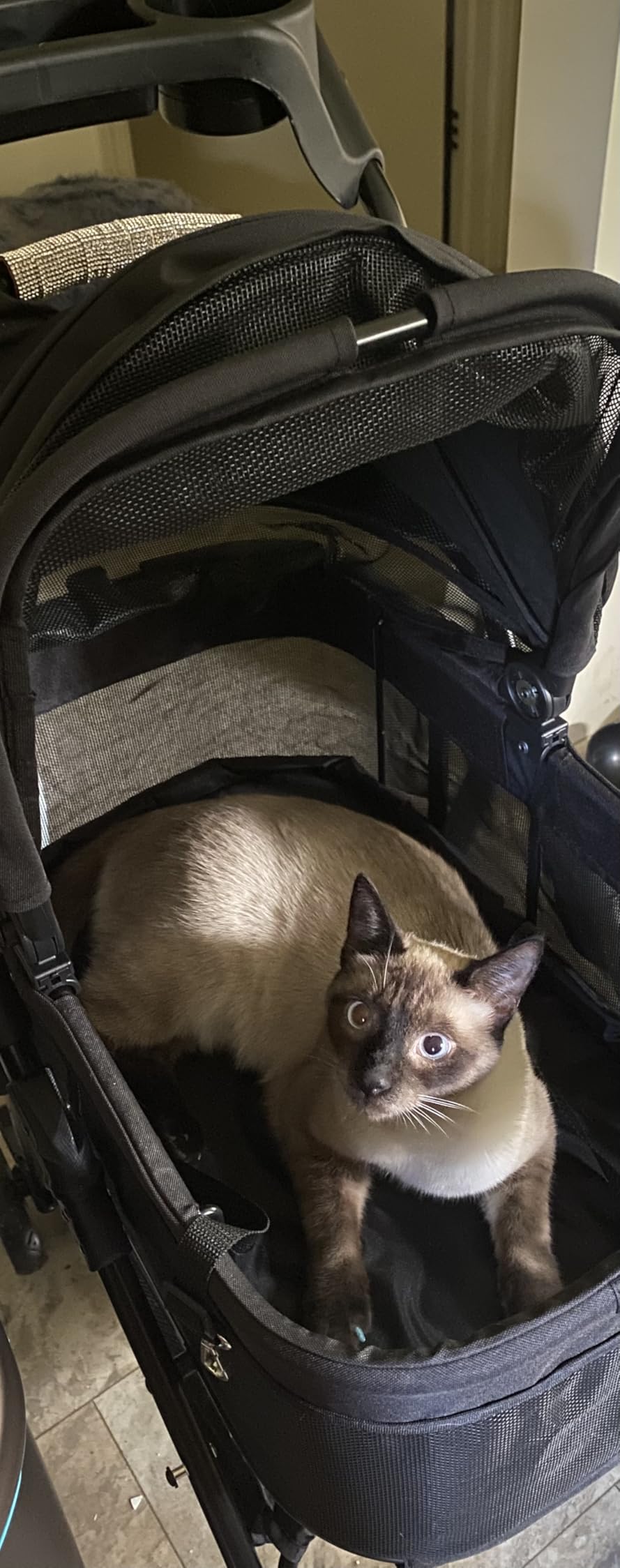 Zoosky 3 in 1 Dog Stroller, Folding Pet Stroller w/Removable Carrier | Small/Medium Dogs and Cats, Waterproof, All-Terrain & 2 Sun Shades, Car Seat, 360 Breathable Mesh customer photo 1