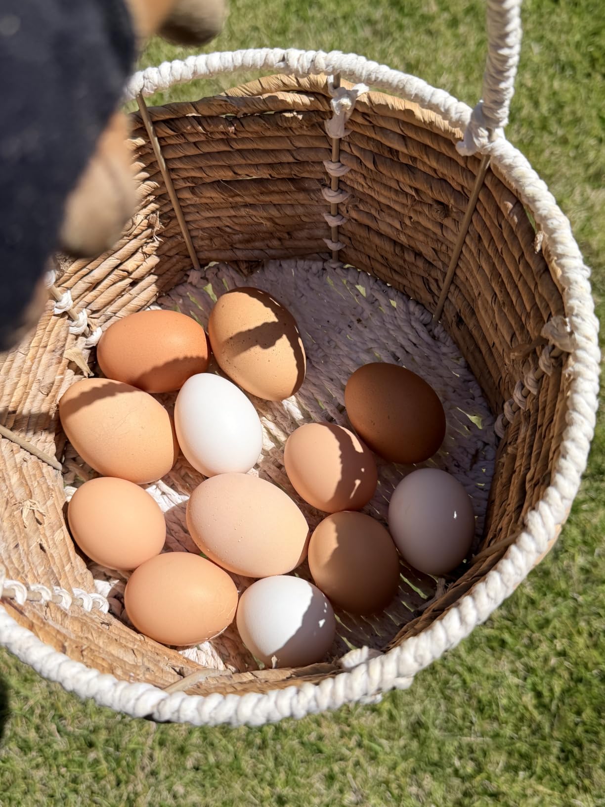 Redants Chicken Nesting Box, Metal Chicken Laying Box with Roll Away Egg Collection, Reversible Wall Mountable Chicken Coop Nesting Boxes for Hens, Ducks, Waterproof, 24