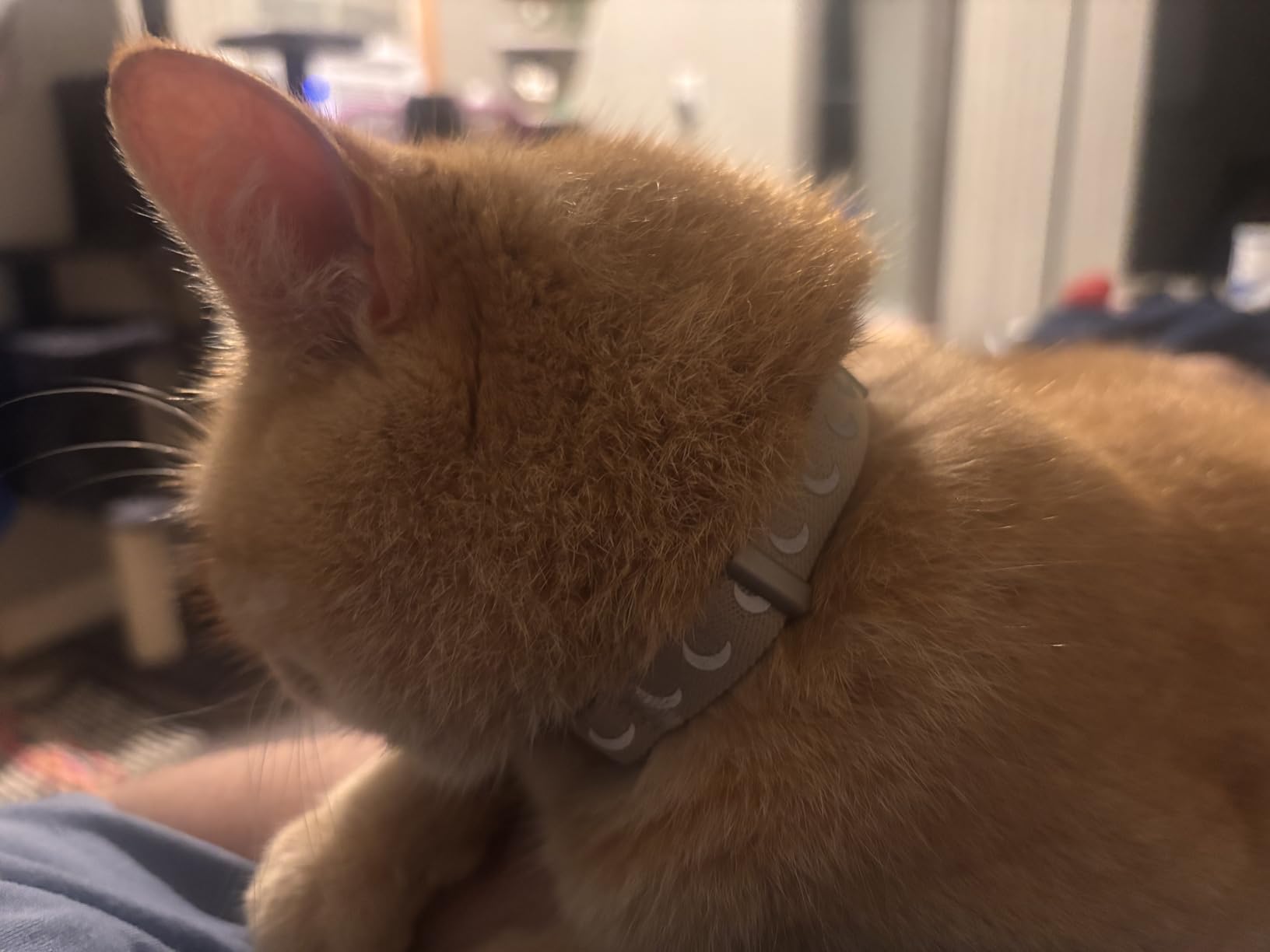 Cat Tracker Collar with Finder Tag - Waterproof Airtag Cat Collar, Black | Breakaway Tractive with Reflective Pattern & Bell, 8-12 inch, Compatible with Apple Find My (iOS ONLY Not for Android Devices) customer photo 2