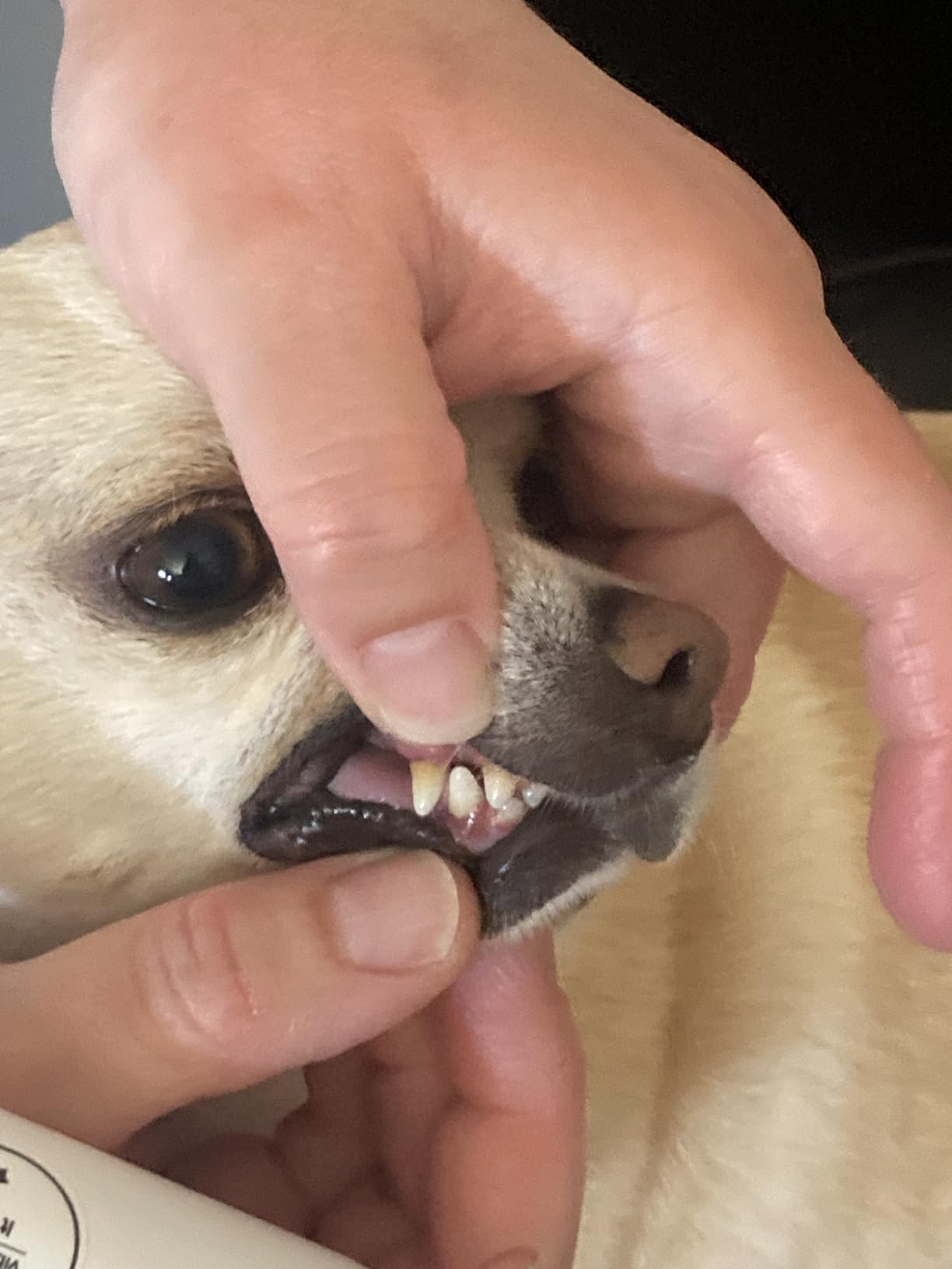 Dog Teeth Cleaning Kit Dog Plaque and Tartar Remover with LED Light 5 Adjustable Modes Electric Toothbrush Pet Teeth Cleaner for Dogs and Cats (Off-White) customer photo 2