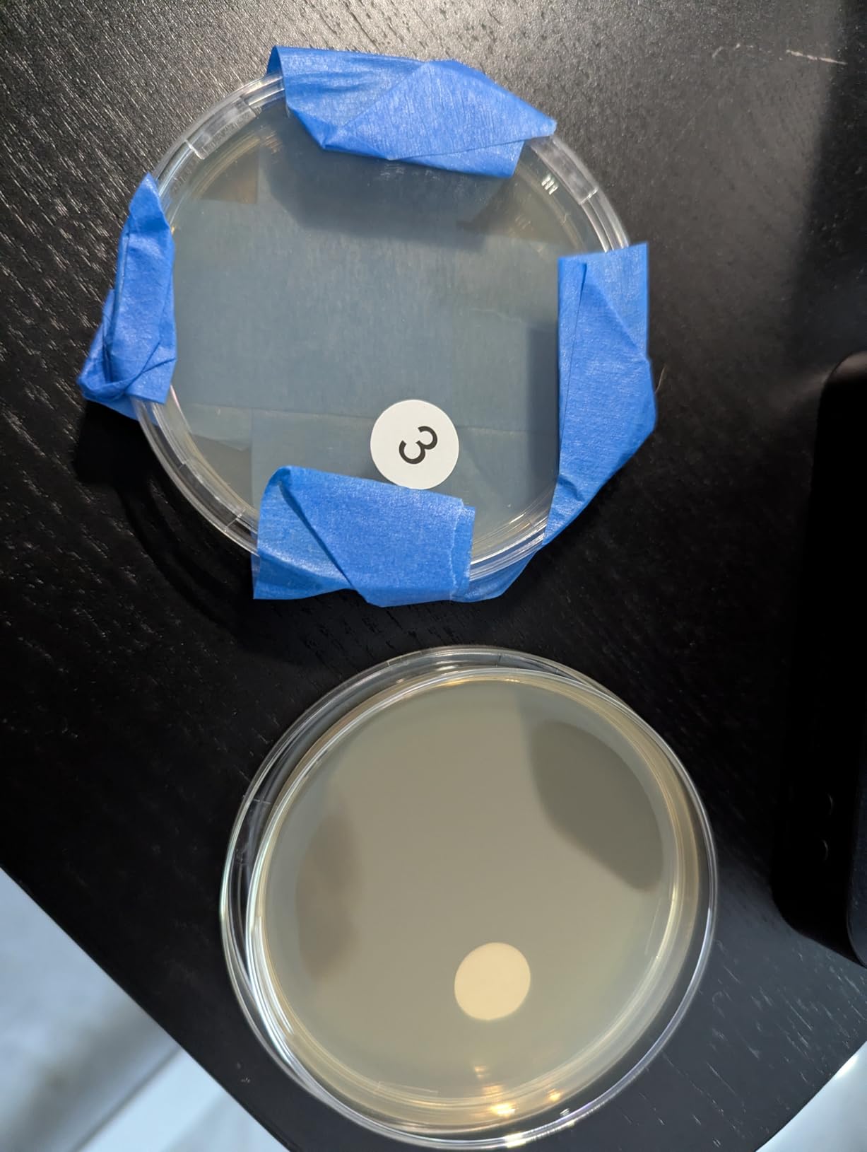 Mold Test Kit for Home Air Quality | Air Quality Test Kit & Black Mold Detector for Home | 6-Petri-Dish Indoor Airborne Spore Sampler | Easy-to-Use with Clear Instructions & ID Booklet customer photo 1