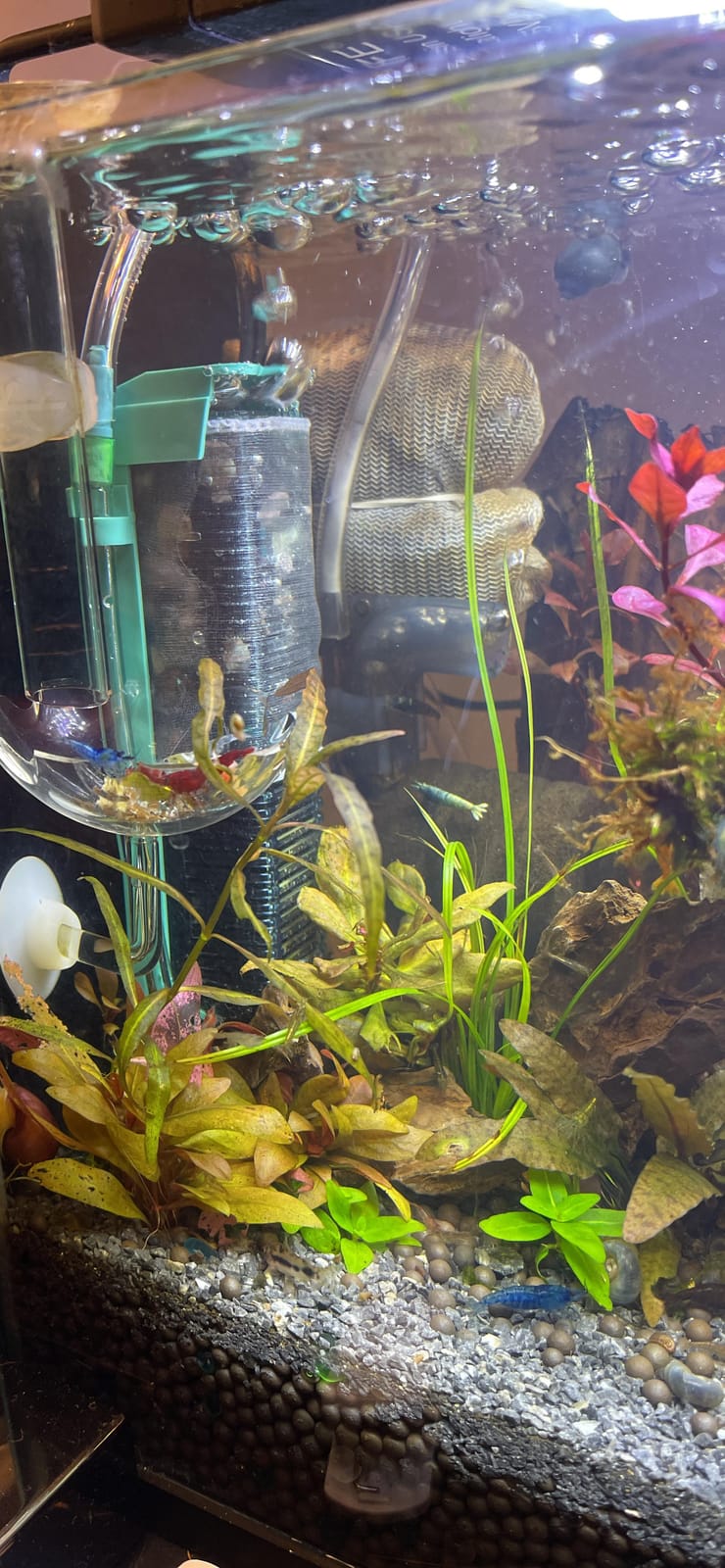 Penn-Plax Small World Aquarium Filter - Comes with a Disposable Media - Safe for Freshwater and Saltwater Setups (SWF1) customer photo 1