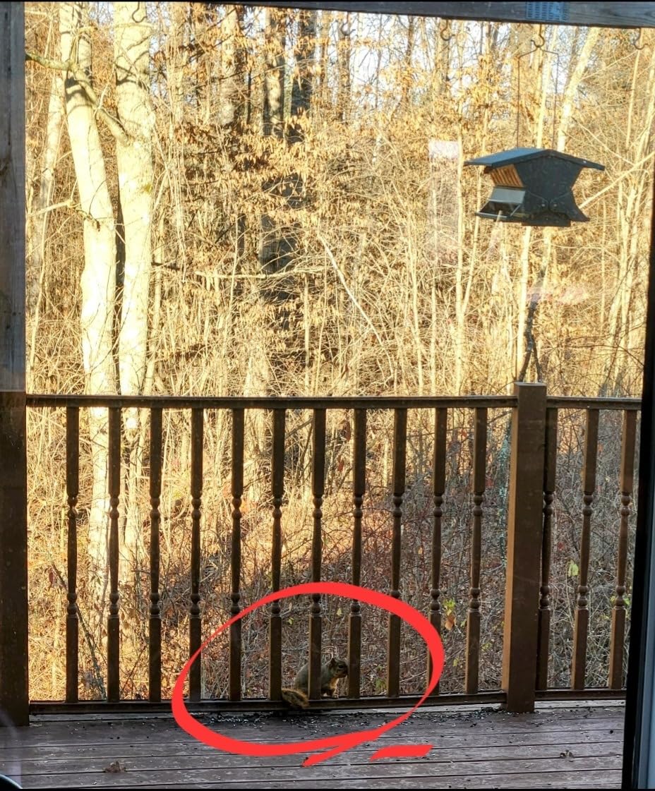 Woodlink Absolute II Squirrel Resistant Bird Feeder Model 7536, 12 lbs, Model:301045 customer photo 2