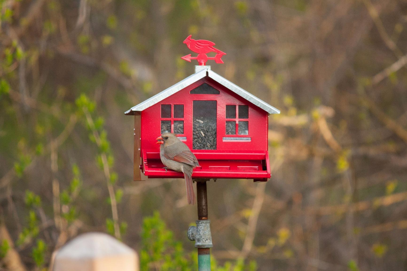 Perky-Pet Squirrel-Be-Gone II Country Style Bird Feeder, 8 lb Seed Capacity customer photo 1