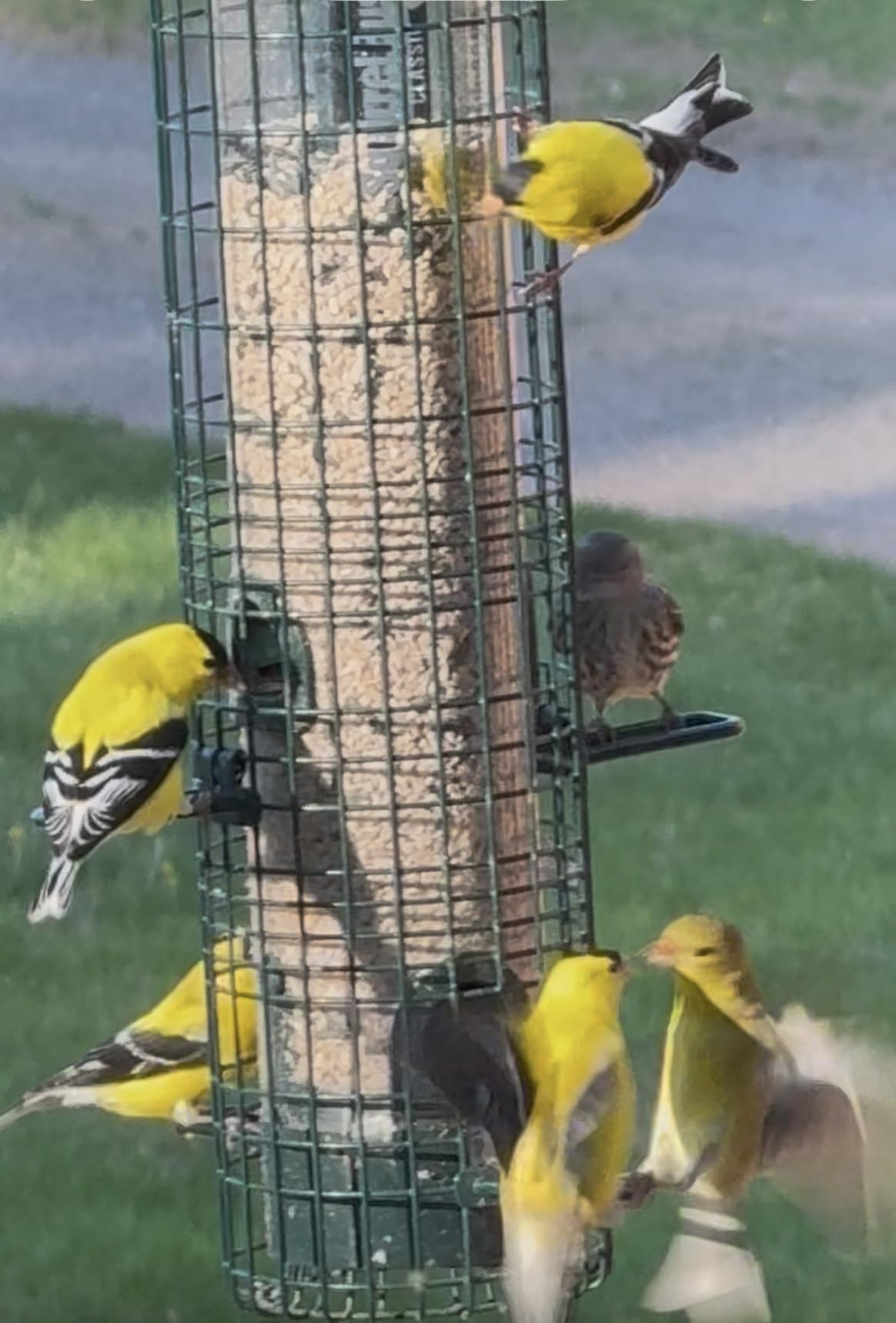Squirrel Buster Classic Squirrel-proof Bird Feeder w/4 Feeding Ports, 2.4-pound Seed Capacity customer photo 1