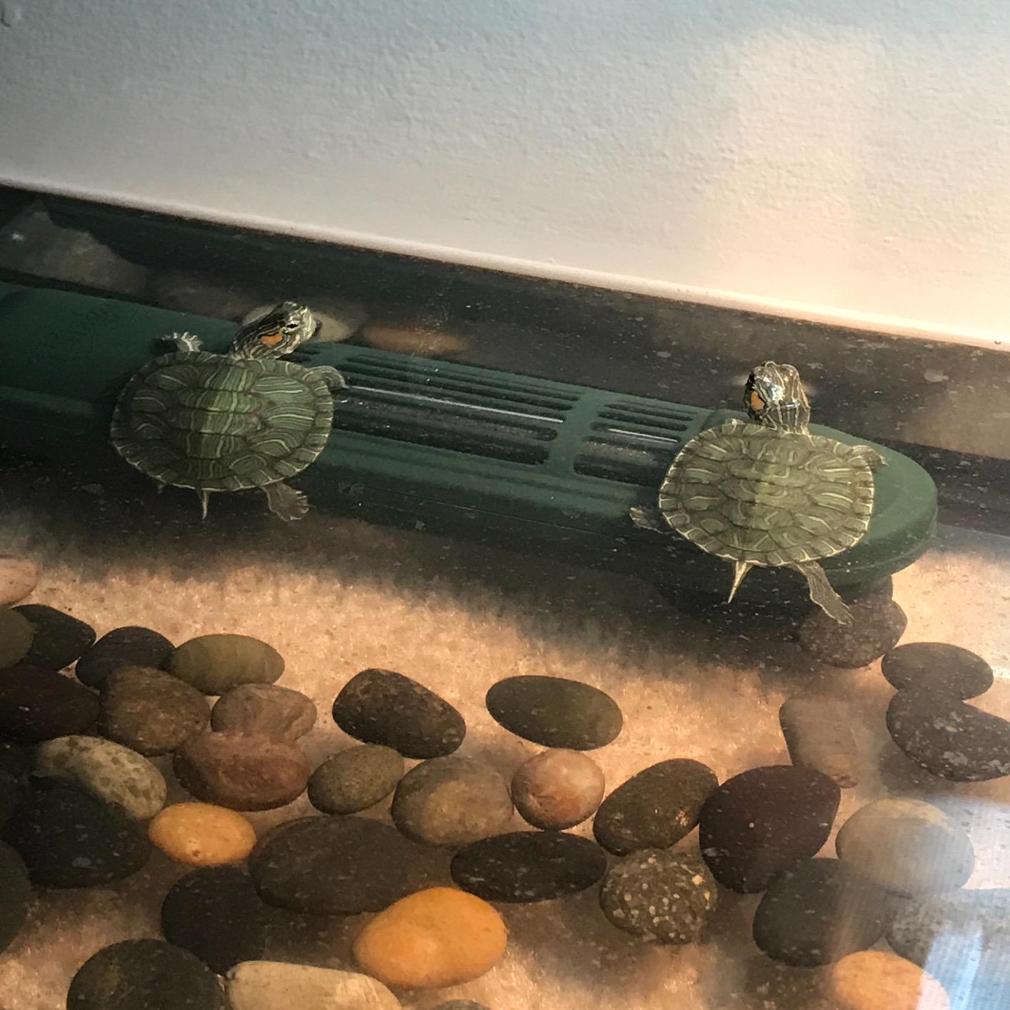 TetraFauna Aquatic Reptile Heater 100 Watts, For Frogs, Newts And Turtles, Green customer photo 1
