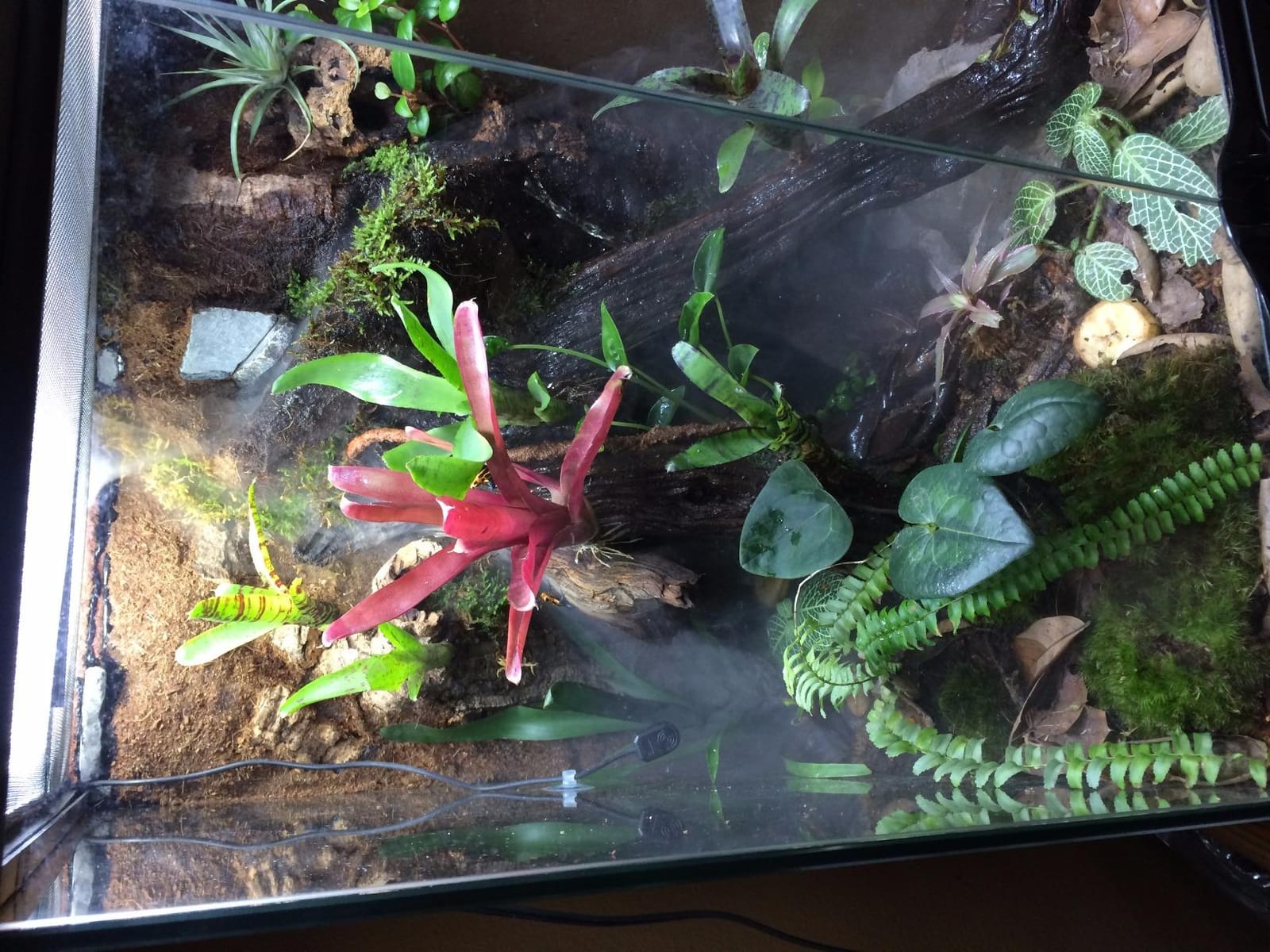 Zoo Med Repti Fogger customer photo 2
