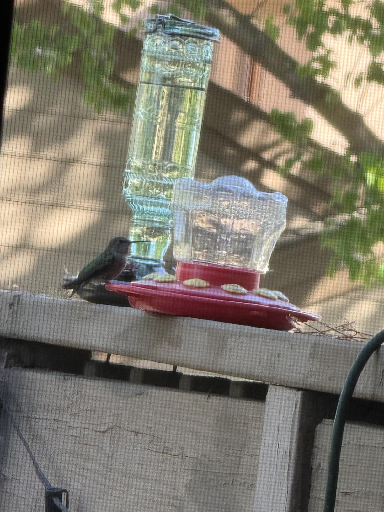 Perky-Pet Antique Glass Bottle Hummingbird Feeder, 10 oz Capacity, Green customer photo 1