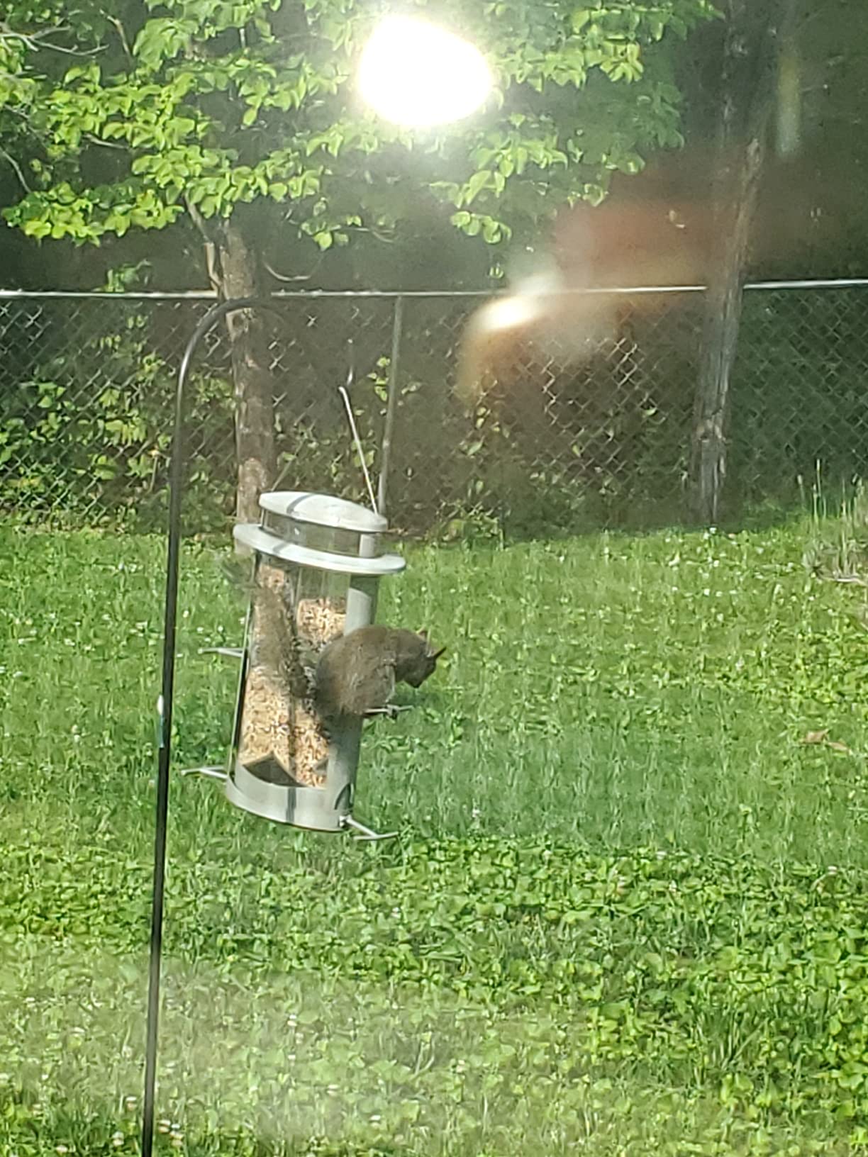 More Birds X-1 Squirrel-Proof Bird Feeder with 4.2-Pound Bird Seed Capacity and Four Feeding Ports customer photo 1