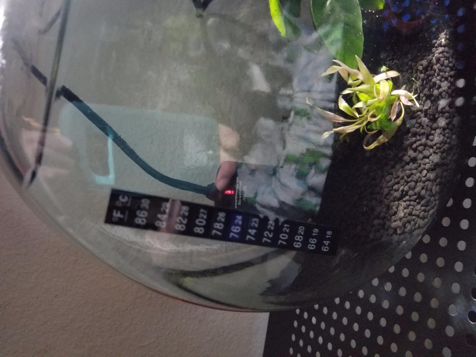 Marina Betta Fish 8W Submersible Heater customer photo 1