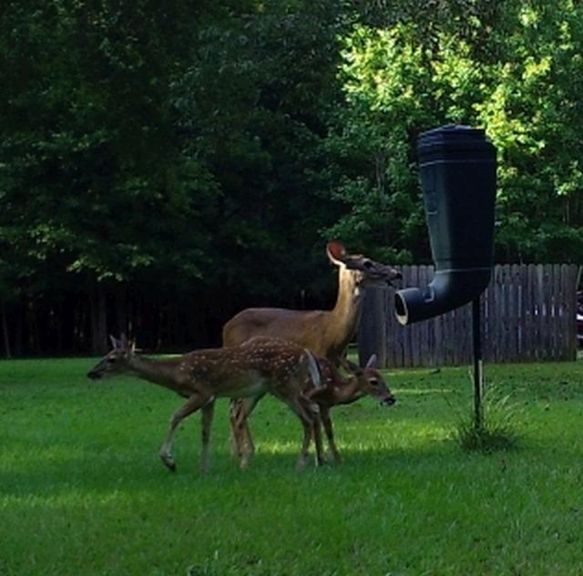 REDNEK Redneck Outdoors T-Post Gravity Feeder customer photo 1