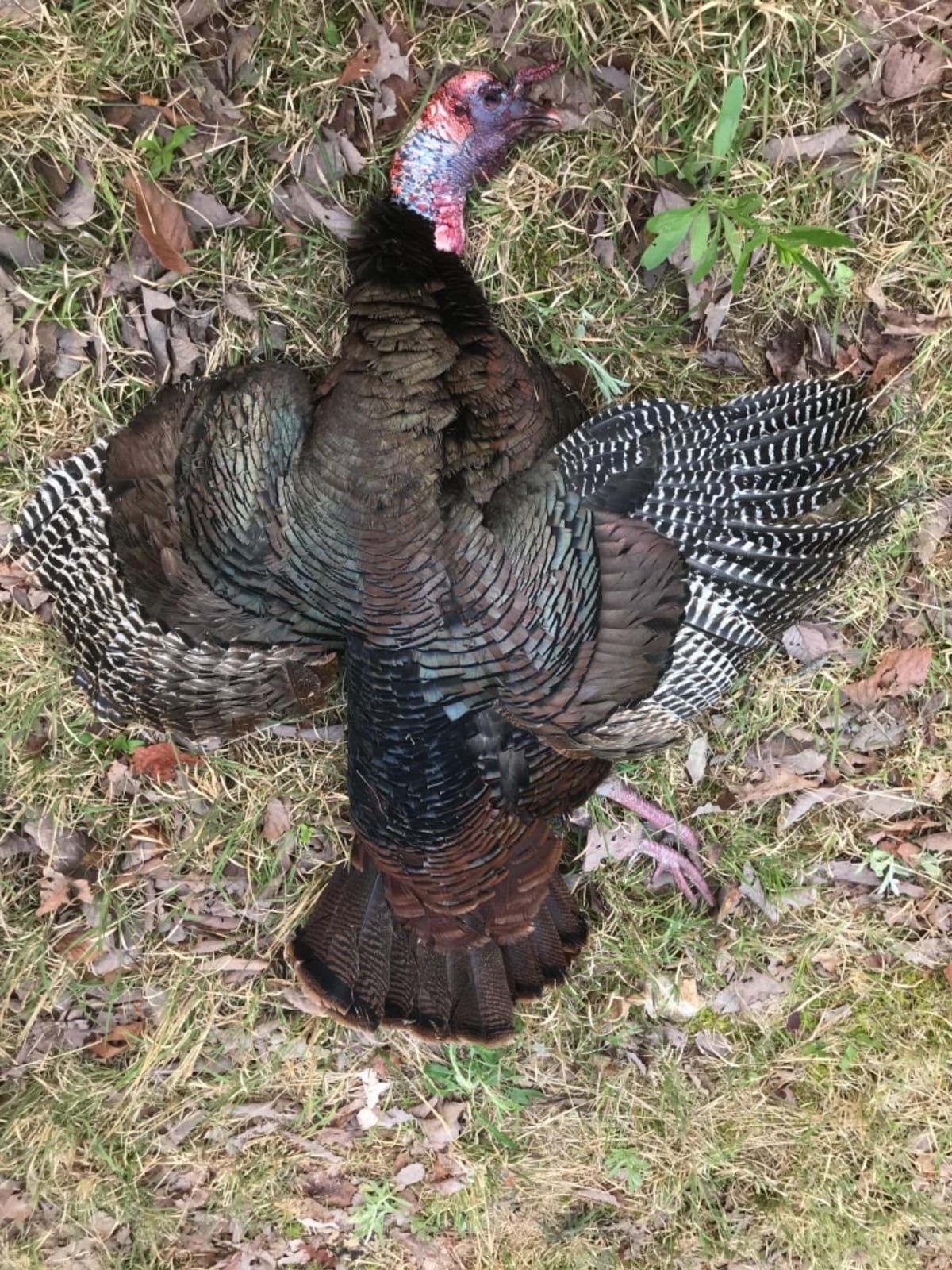 AVIAN-X LCD Feeder Hen Turkey Decoy | Durable Realistic Lifelike Collapsible Standing Hunting Decoy with Carry Bag & Stake, AVX8007 customer photo 2