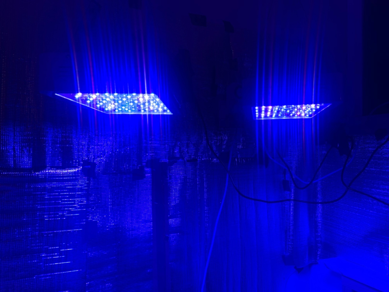 KingLED KP1000 Grow Light for Indoor Plants, Fits 2x2, 2x3 & 2x4 ft Tents customer photo 1