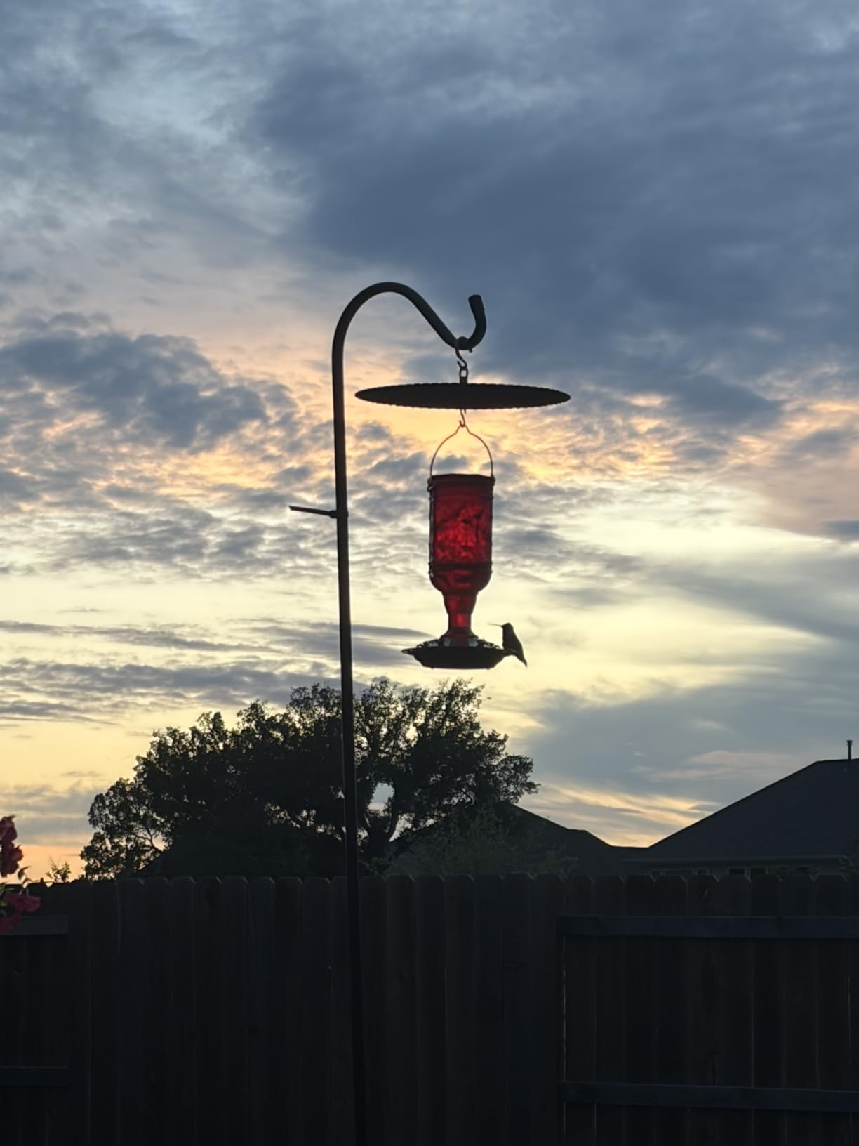 More Birds Red Jewel Hummingbird Feeder, Glass Bottle, 5 Feeding Ports and 20-Ounce Nectar Capacity (76IN) customer photo 1