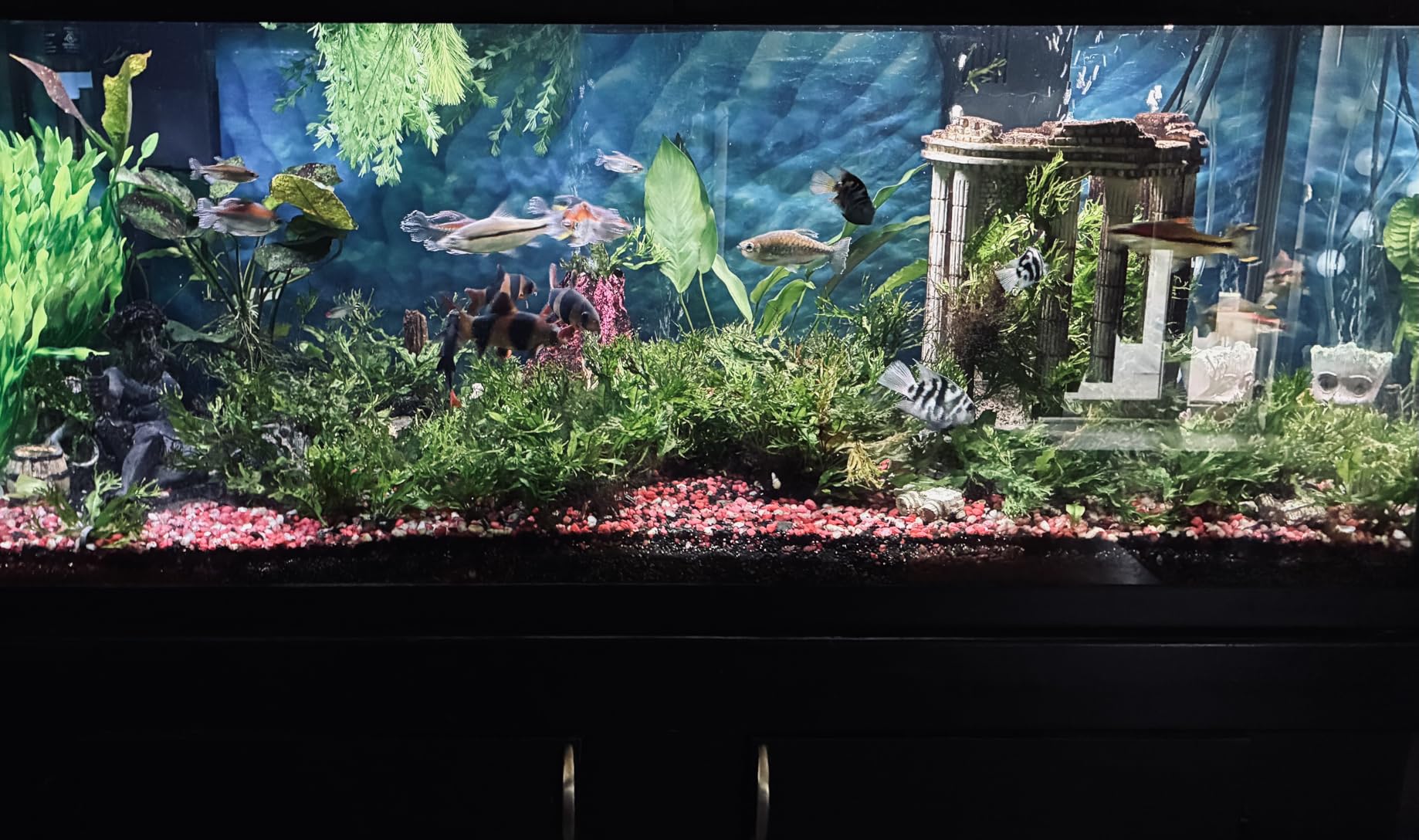 SeaChem - Large Aquarium Fish Tank Filter, Tidal 75 Gallon (300 Liters) by Sicce customer photo 1