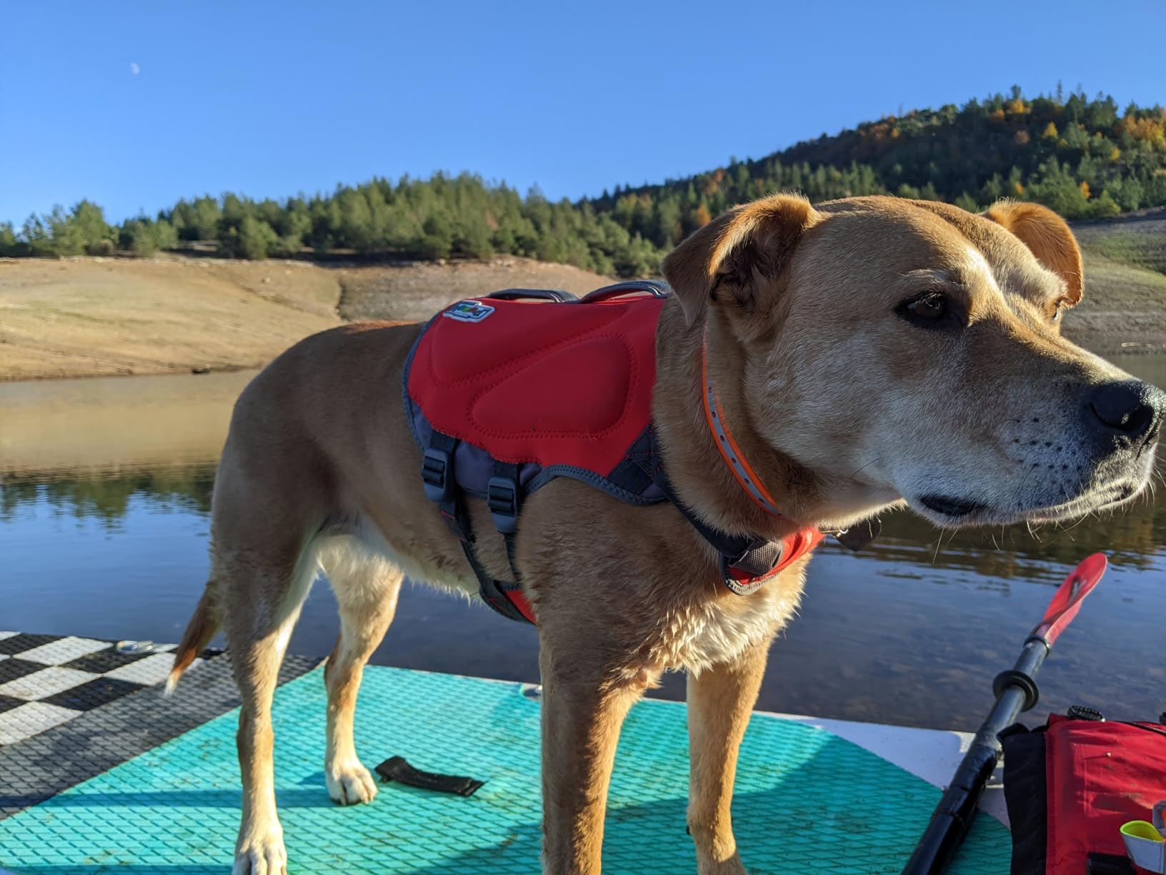 Outward Hound Dawson Swim Dog Life Jacket, Life Vest, Red, Large customer photo 1