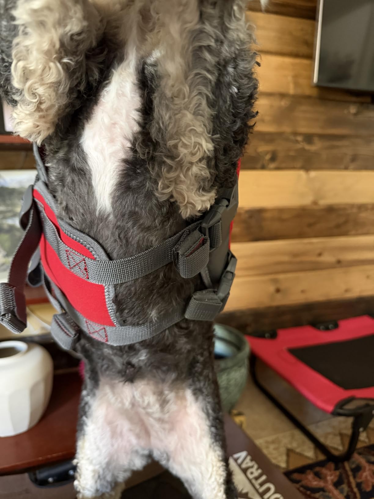 Outward Hound Dawson Swim Dog Life Jacket, Life Vest, Red, Large customer photo 2