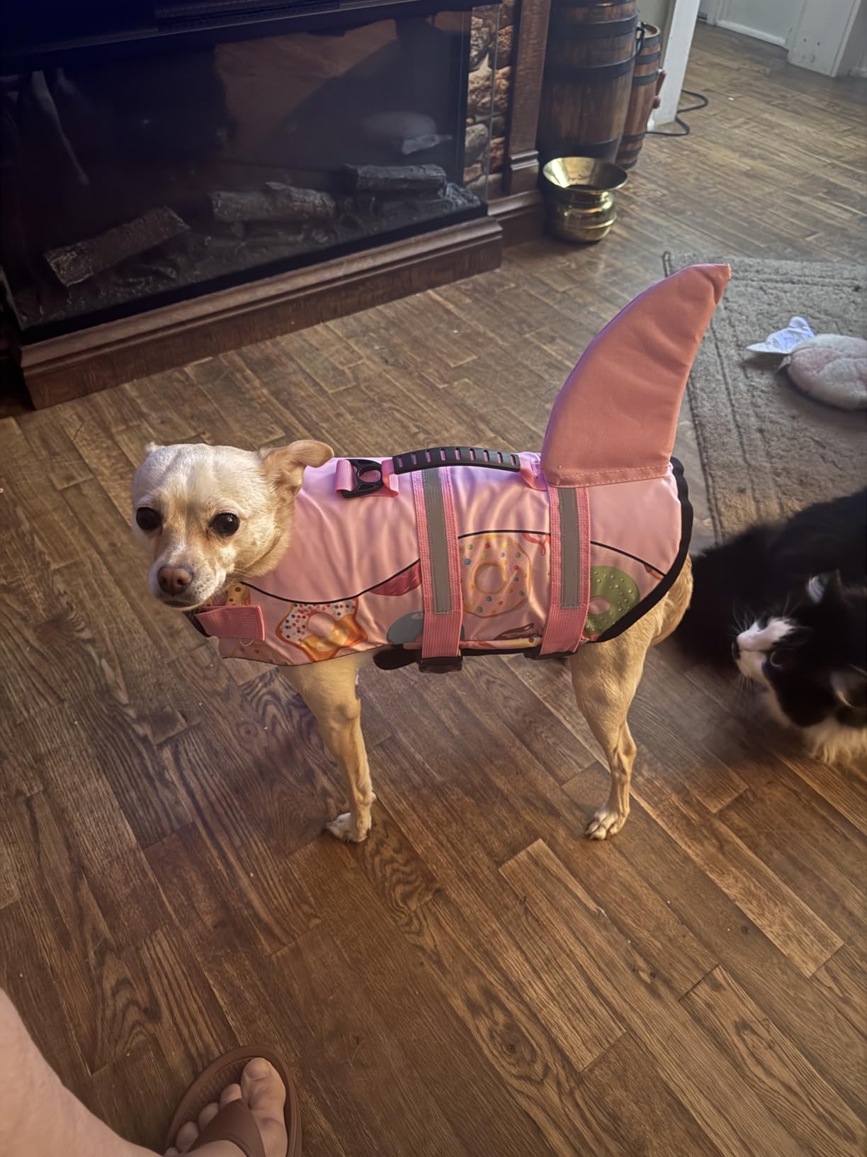 Queenmore Dog Life Jacket, Cute Shark Dog Life Vest for Swimming & Boating customer photo 2
