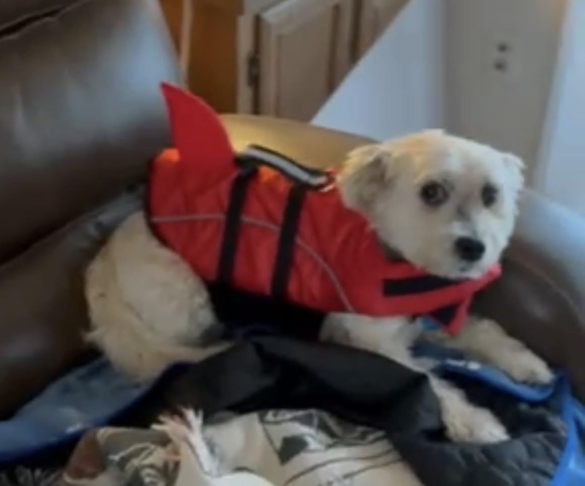 Ripstop Dog Life Jacket Shark Life Vest for Dogs, Safety Lifesaver with High Buoyancy and Lift Handle for Small and Medium Breeds(Rose Red XS) customer photo 1