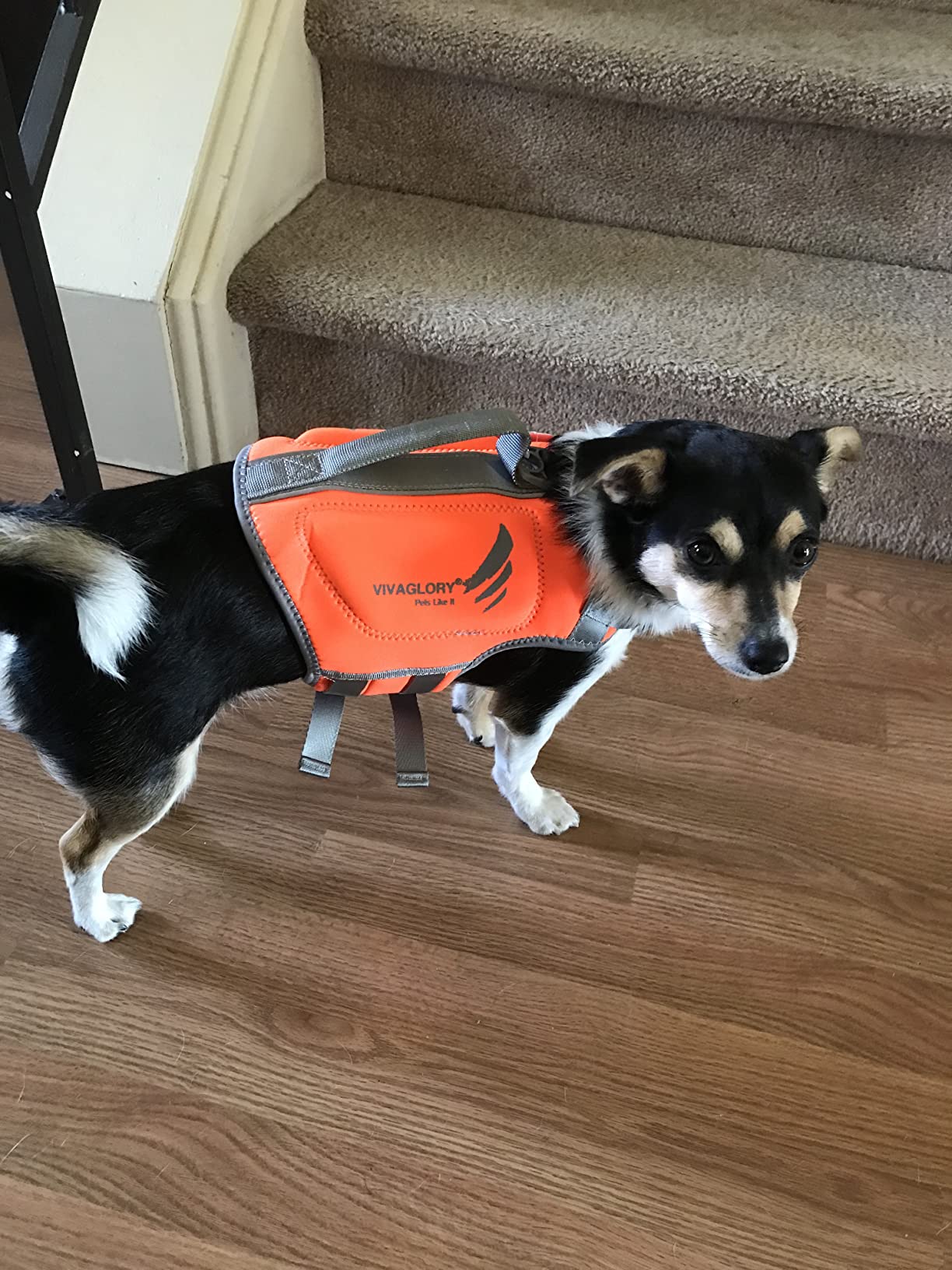 VIVAGLORY Dog Life Vest High Buoyancy Dog Swim Vest, S, Orange customer photo 1