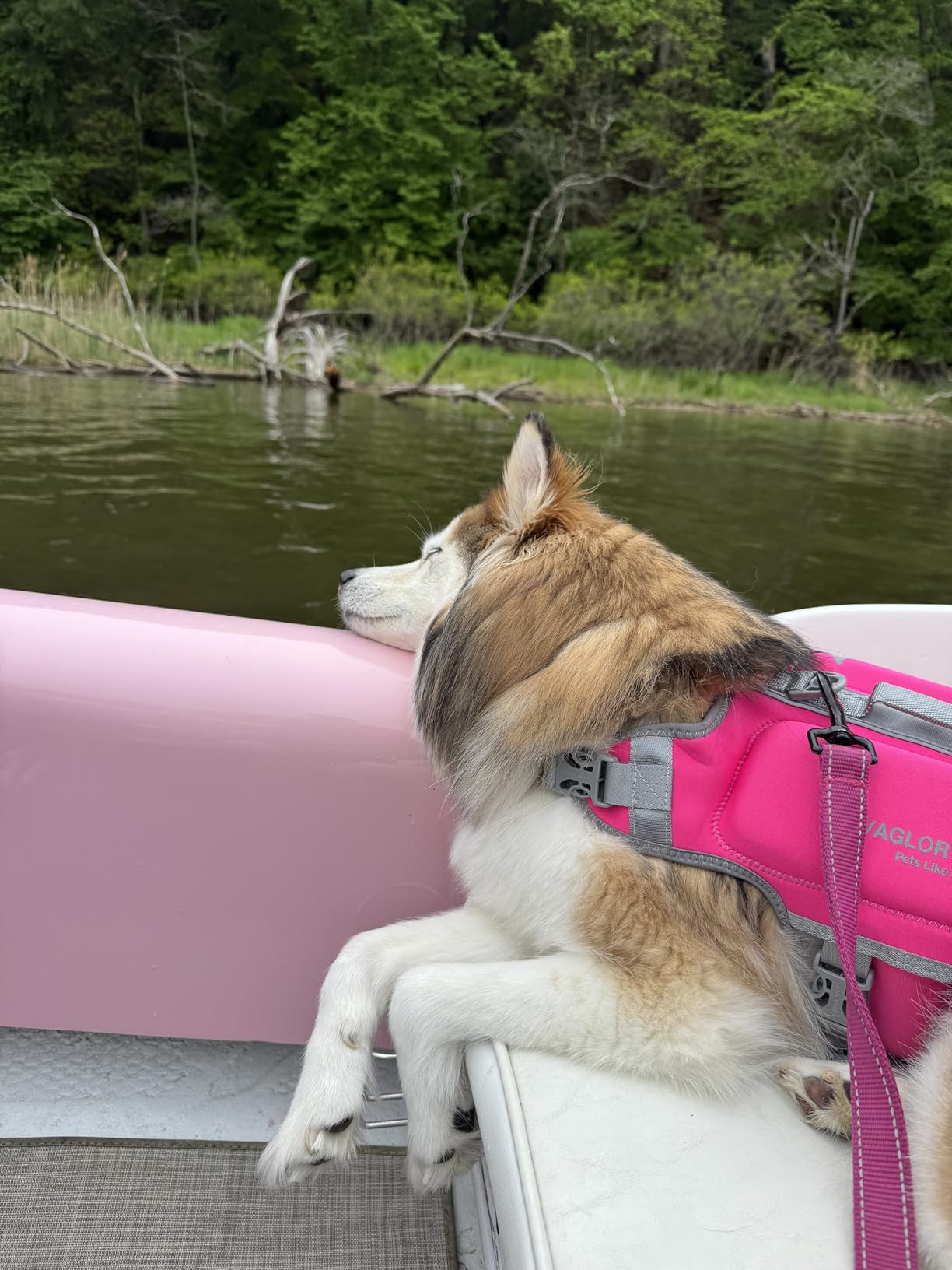 VIVAGLORY Dog Life Vest High Buoyancy Dog Swim Vest, S, Orange customer photo 2
