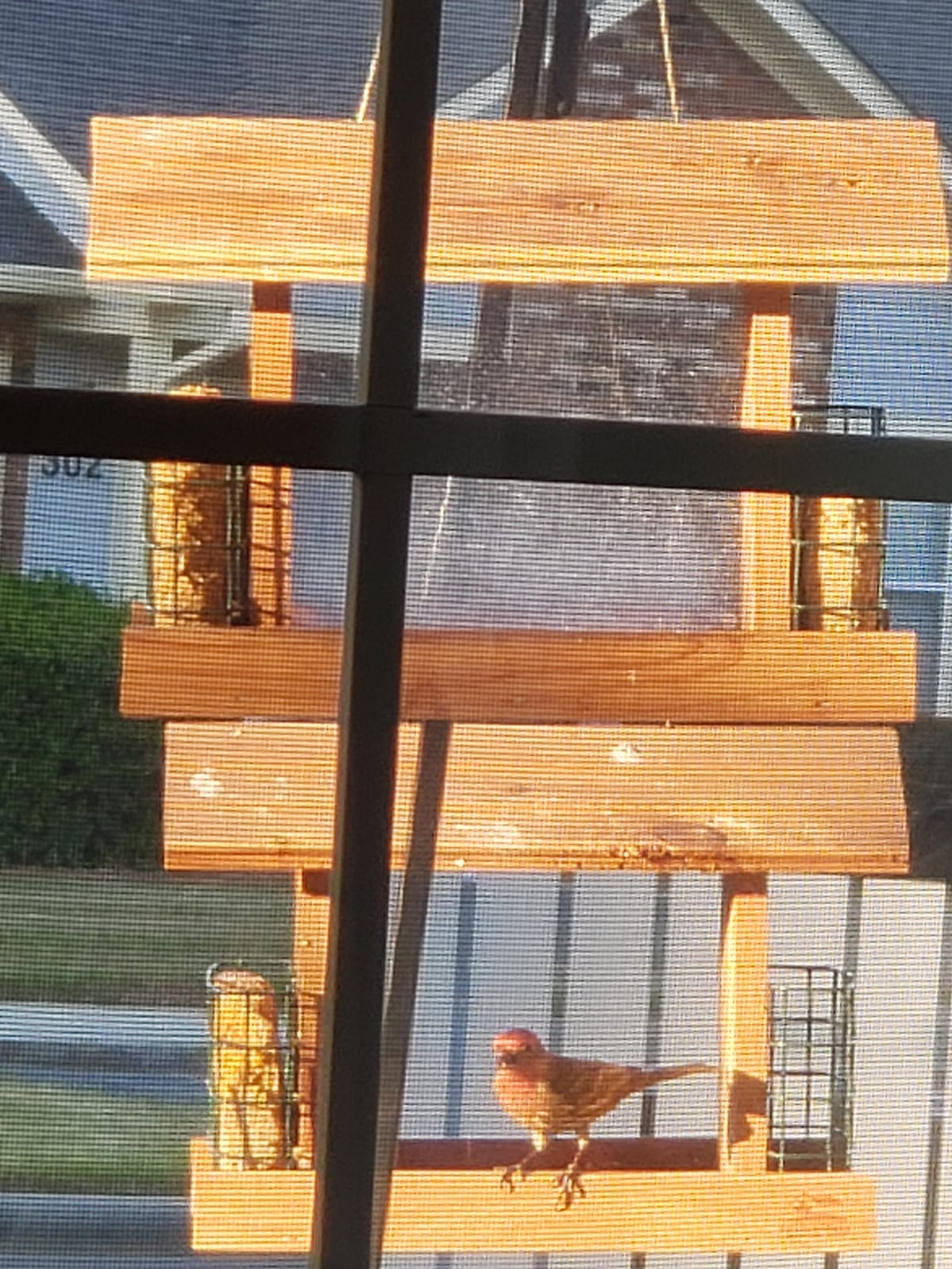 Solution4Patio Squirrel-Proof Cedar Hopper Bird Feeder, Dual Suet Holder customer photo 1