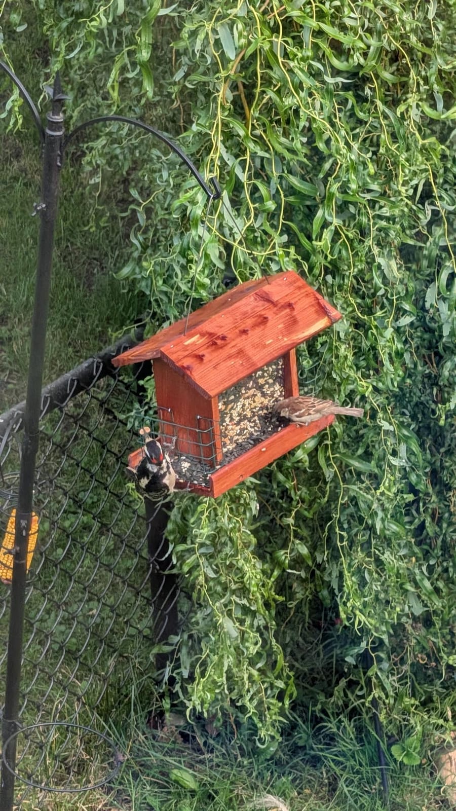 Solution4Patio Squirrel-Proof Cedar Hopper Bird Feeder, Dual Suet Holder customer photo 2