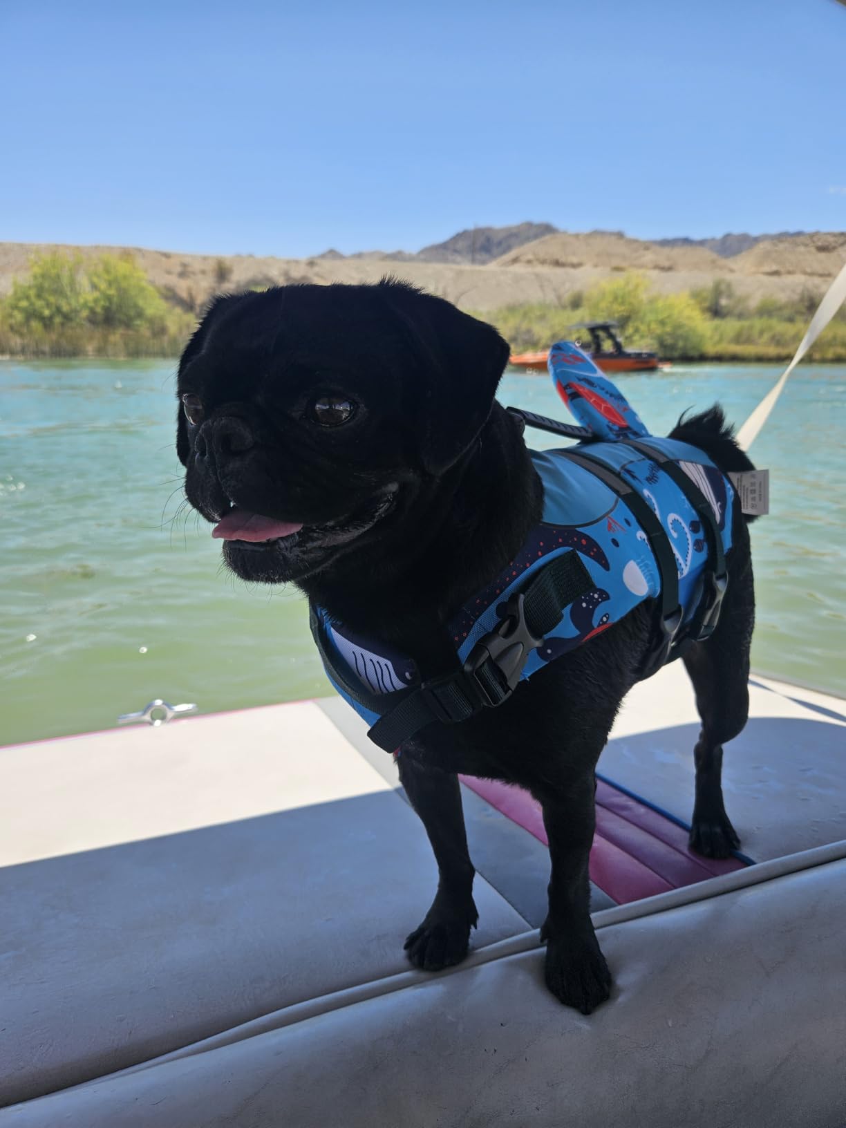ASENKU Dog Life Jacket - Pet Safety Vest for Swimming & Boating, Shark Life Jacket with Floatation, Dog Lifesavers Swimsuits for Small Medium Large Dogs (Grey, XL) customer photo 1