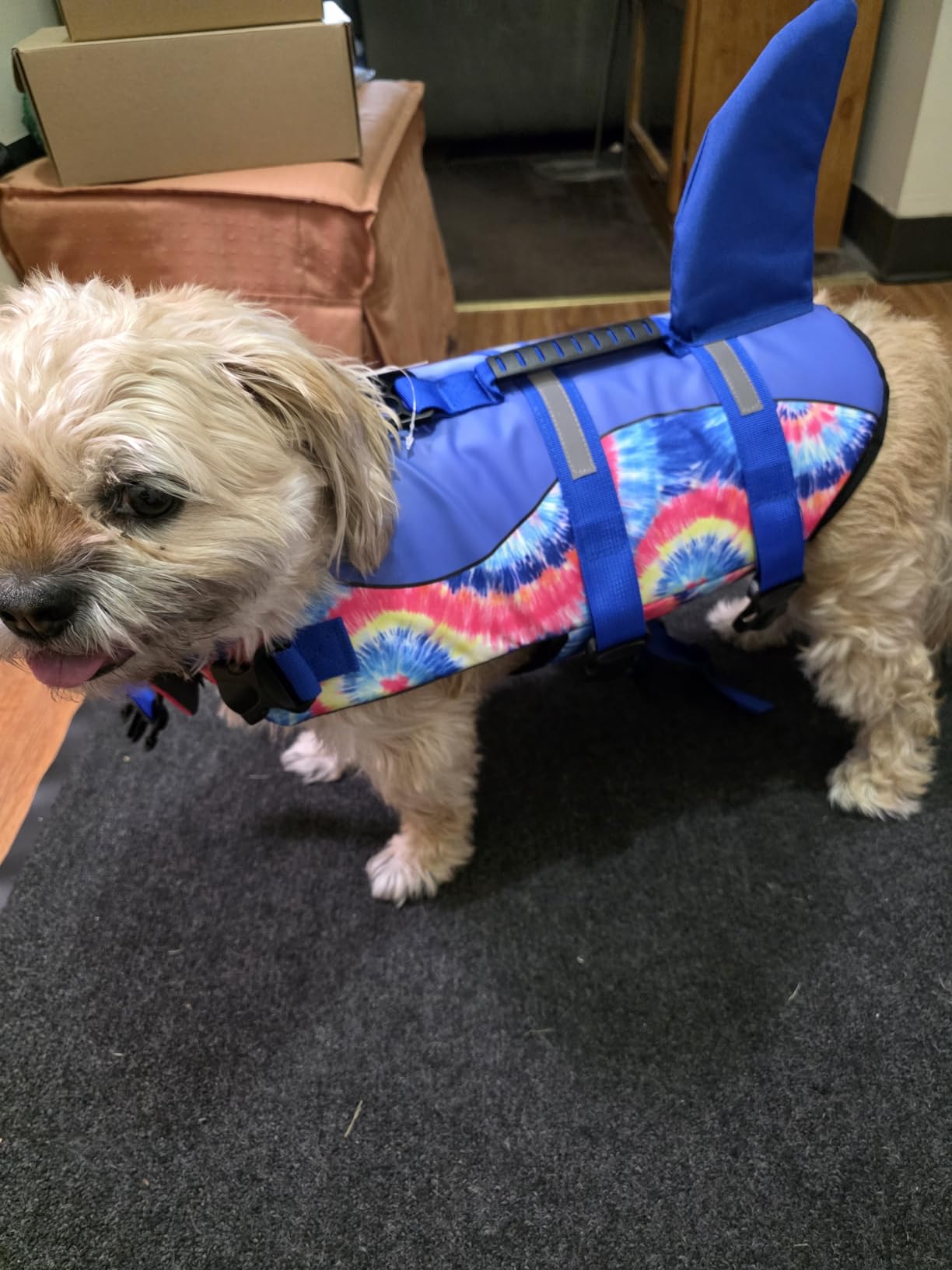 ASENKU Dog Life Jacket - Pet Safety Vest for Swimming & Boating, Shark Life Jacket with Floatation, Dog Lifesavers Swimsuits for Small Medium Large Dogs (Grey, XL) customer photo 2