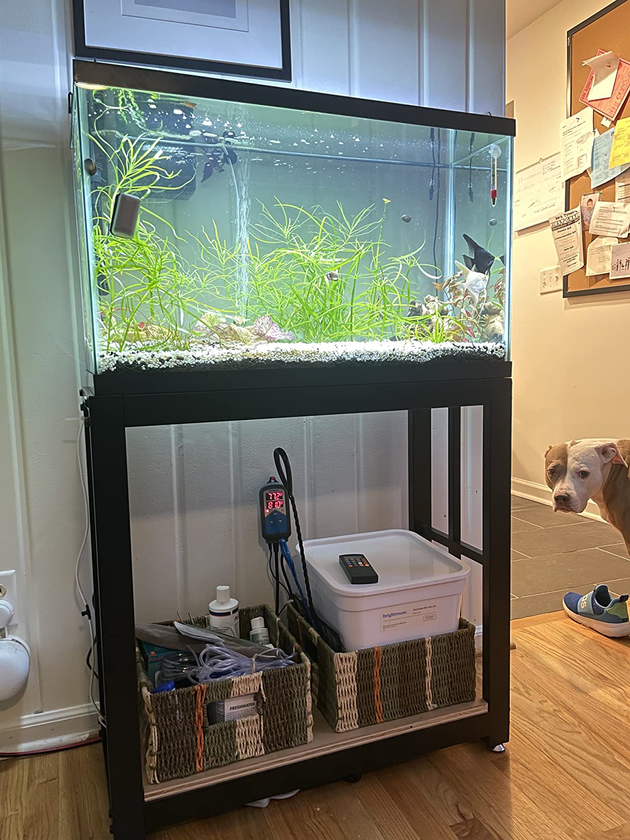 Inkbird Aquarium Heater with Probe Thermostat Fish Ornamental Shrimp Reef Tanks 24 Hours Double Time with Day Night Automatic Temperature Controller customer photo 2