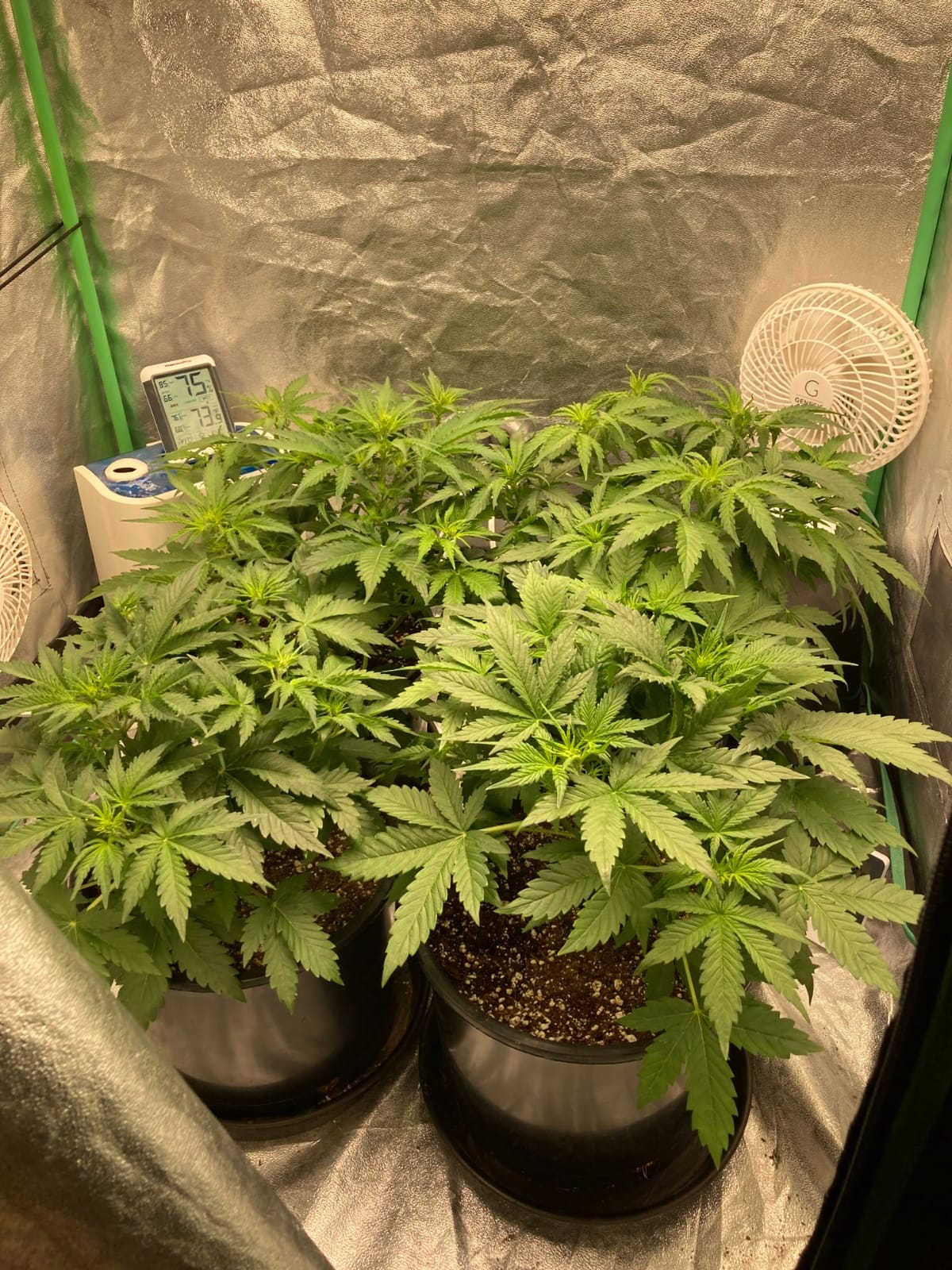 MARS HYDRO 100W TS600 2x2ft Dimmable LED Grow Lights for Indoor Plants customer photo 2