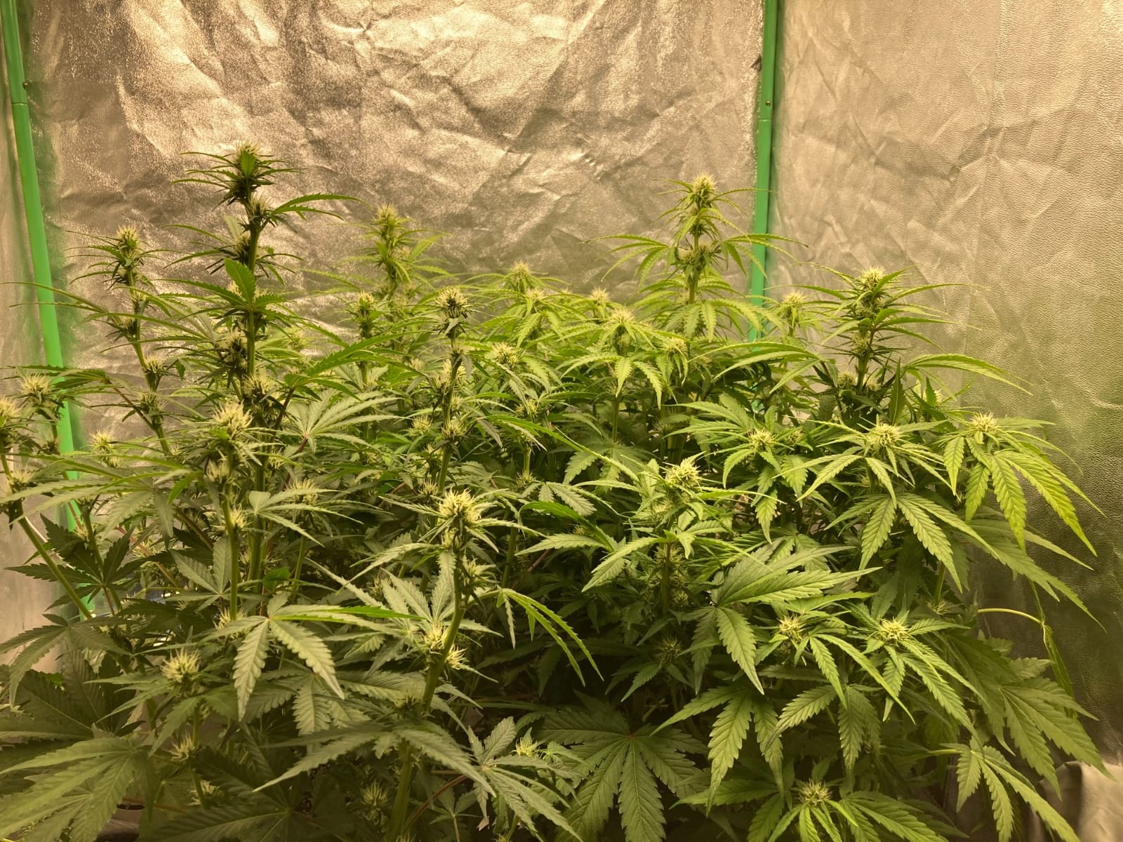 MARS HYDRO 420W TS3000 Led Grow Lights for Indoor Plants customer photo 1